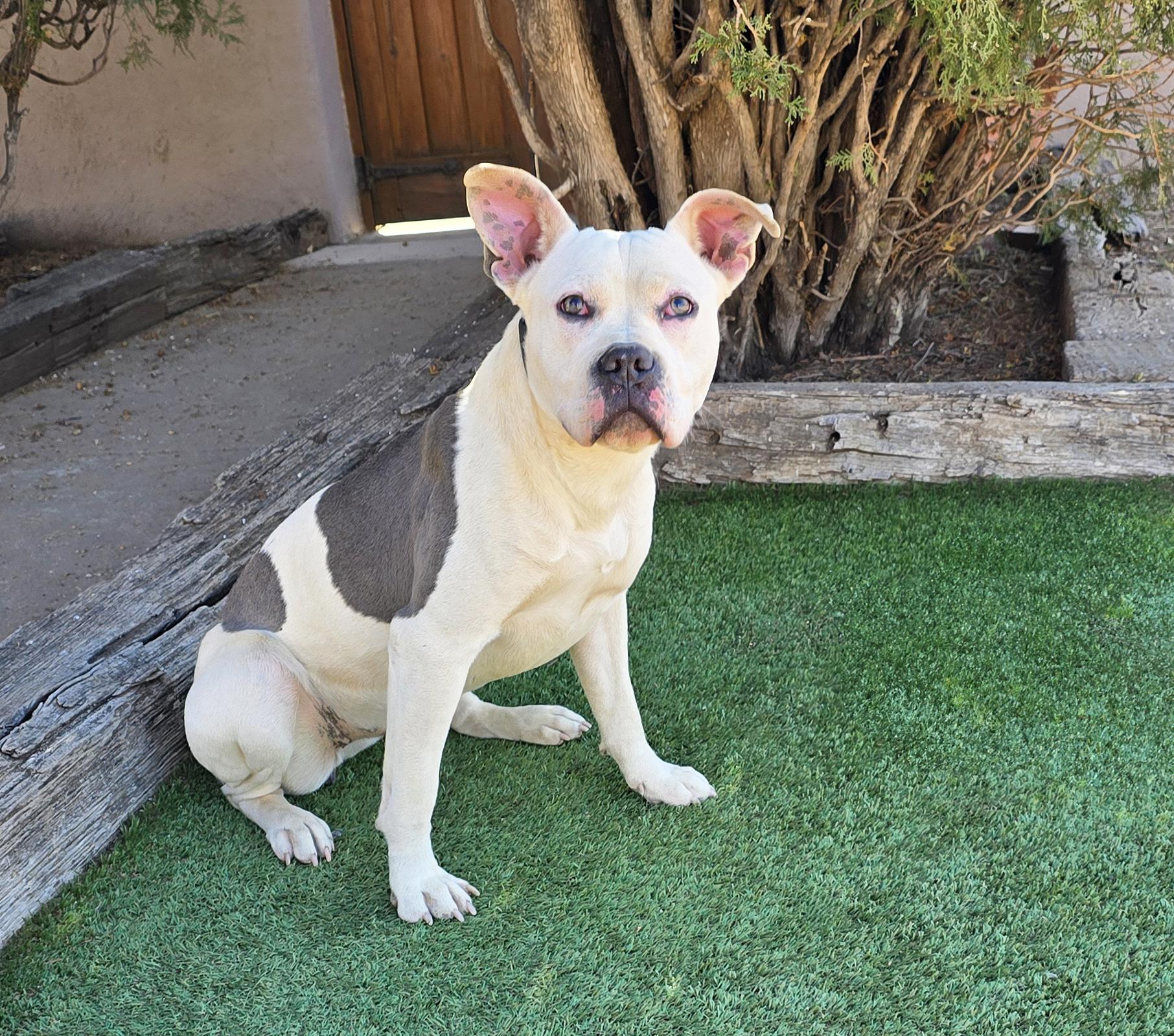 Enlarge Magical Ms Mia More ~ Sweet House Hippo Bully !, a Adoptable American Bully in Albuquerque, NM image 3/5