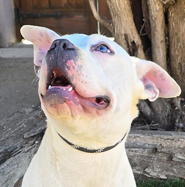 Magical Ms Mia More ~ Sweet House Hippo Bully !, Adoptable, Young Female American Bully.
