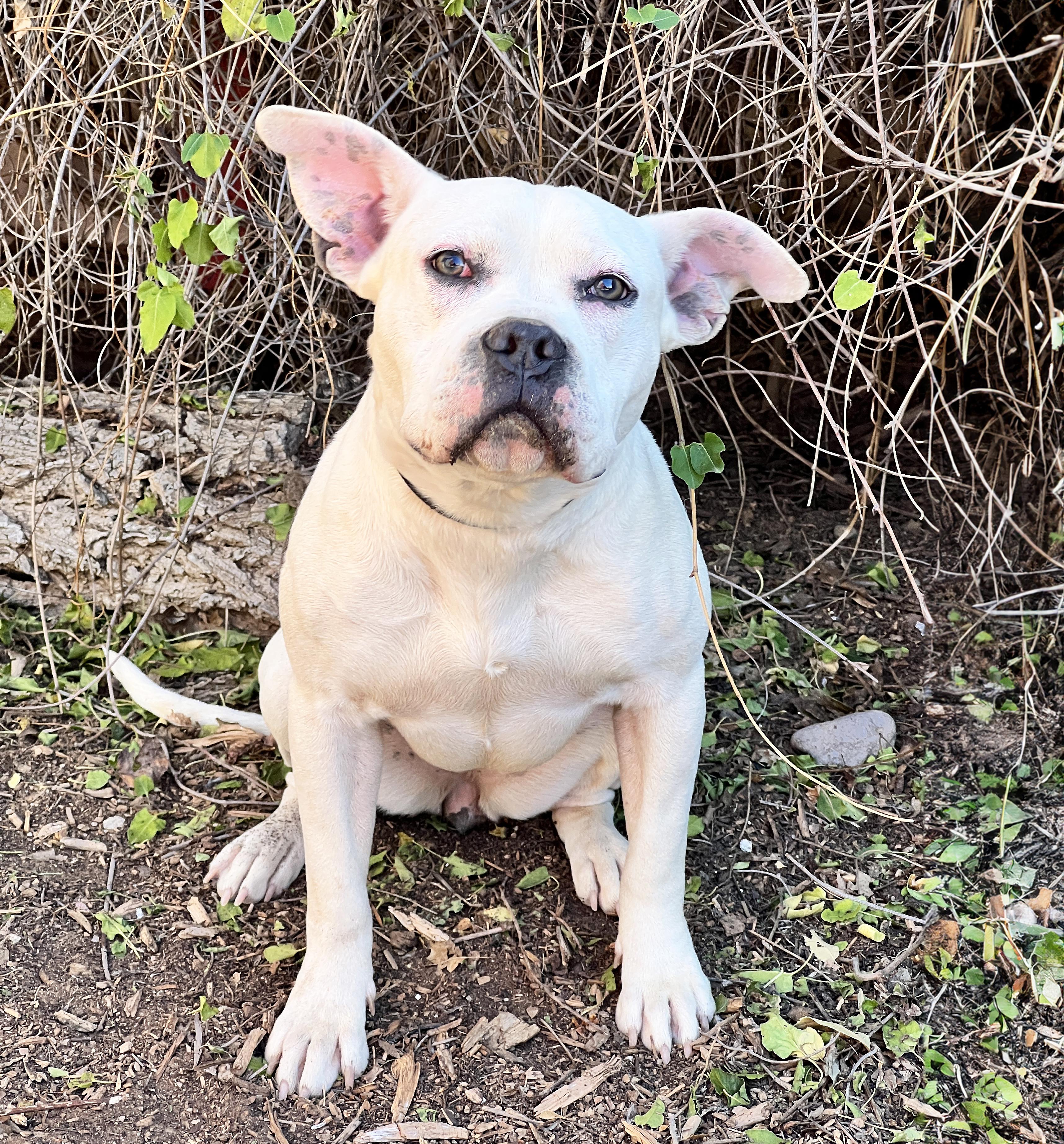 Magical Ms Mia More ~ Sweet House Hippo Bully !, a Adoptable American Bully in Albuquerque, NM image 2/2