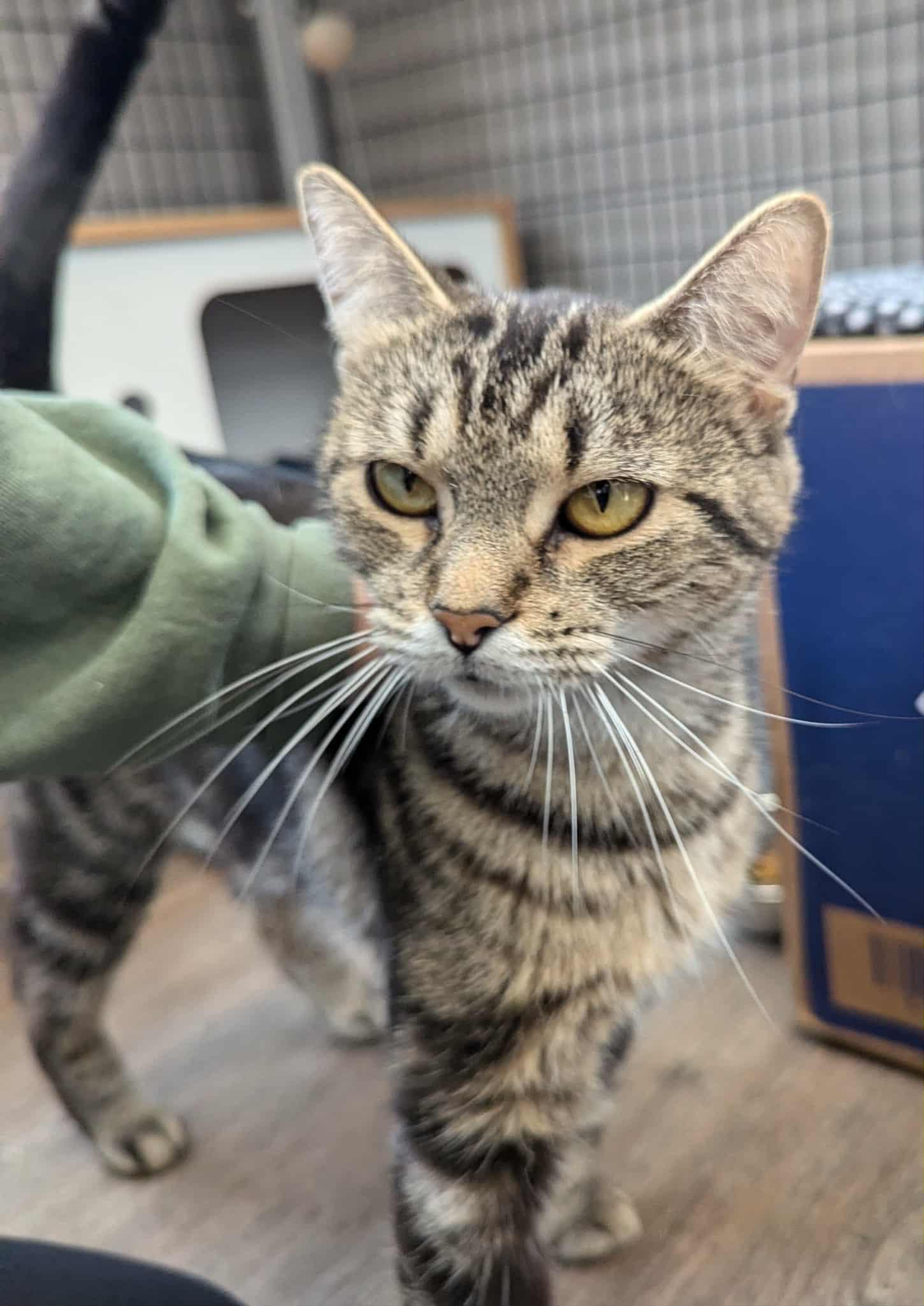 Lake, an adoptable Domestic Short Hair in Oconto, WI, 54153 | Photo Image 1