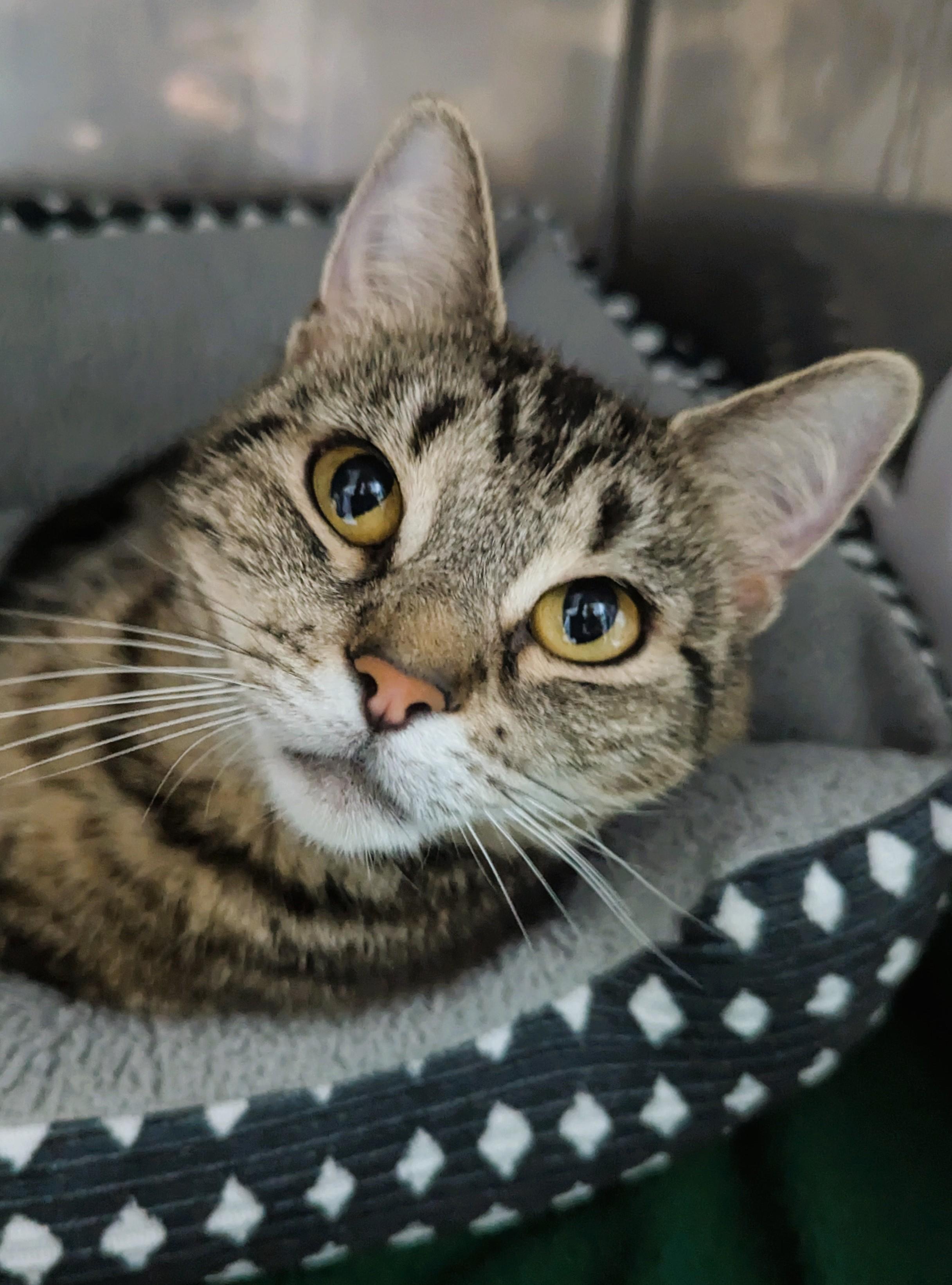 Lake, an adoptable Domestic Short Hair in Oconto, WI, 54153 | Photo Image 2
