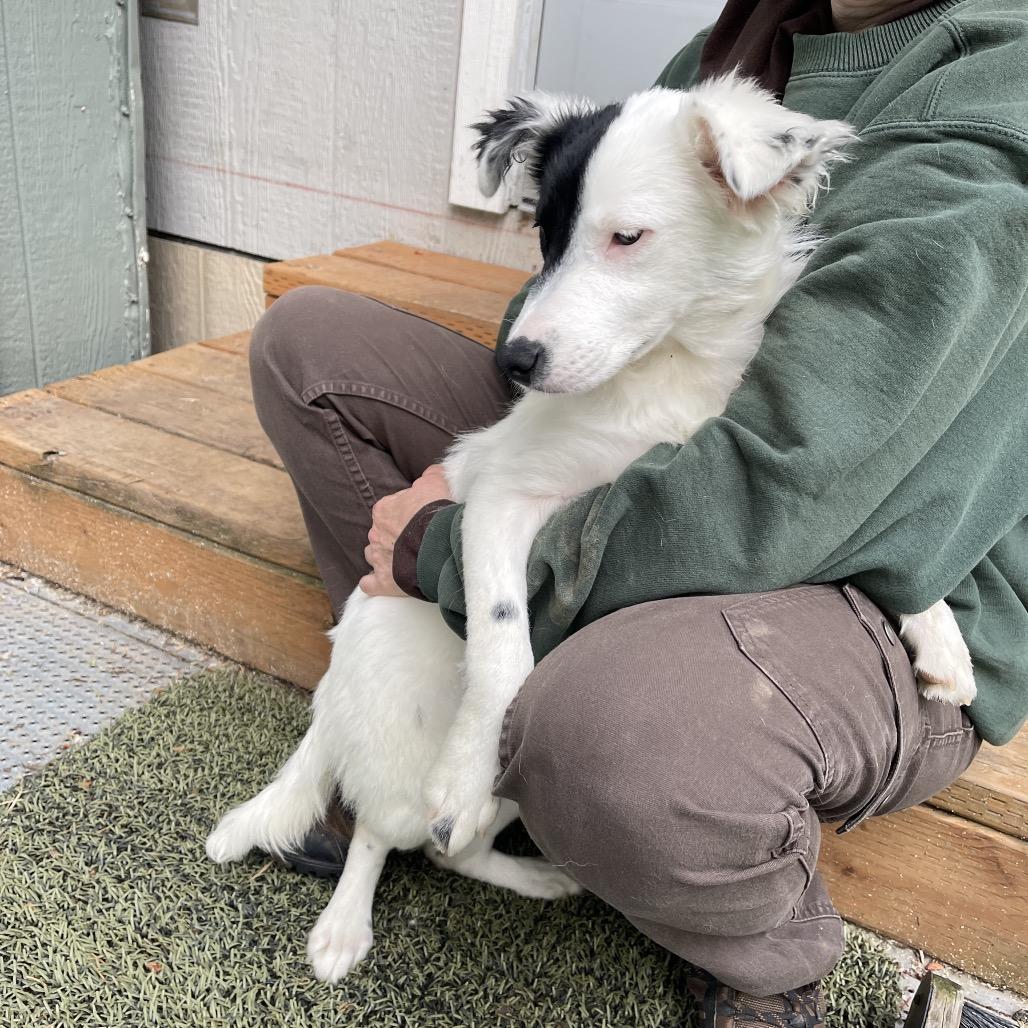 DAYSI, an adopted mixed breed in Graham, WA image 4/6