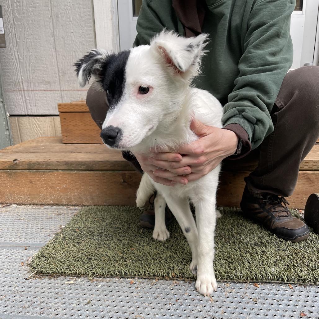 DAYSI, an adopted mixed breed in Graham, WA image 3/6