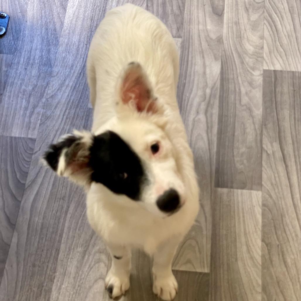 DAYSI, an adopted mixed breed in Graham, WA image 1/6