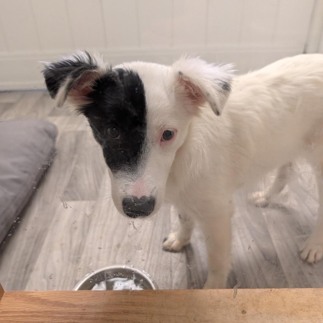 DAYSI, an adopted mixed breed in Graham, WA image 6/6