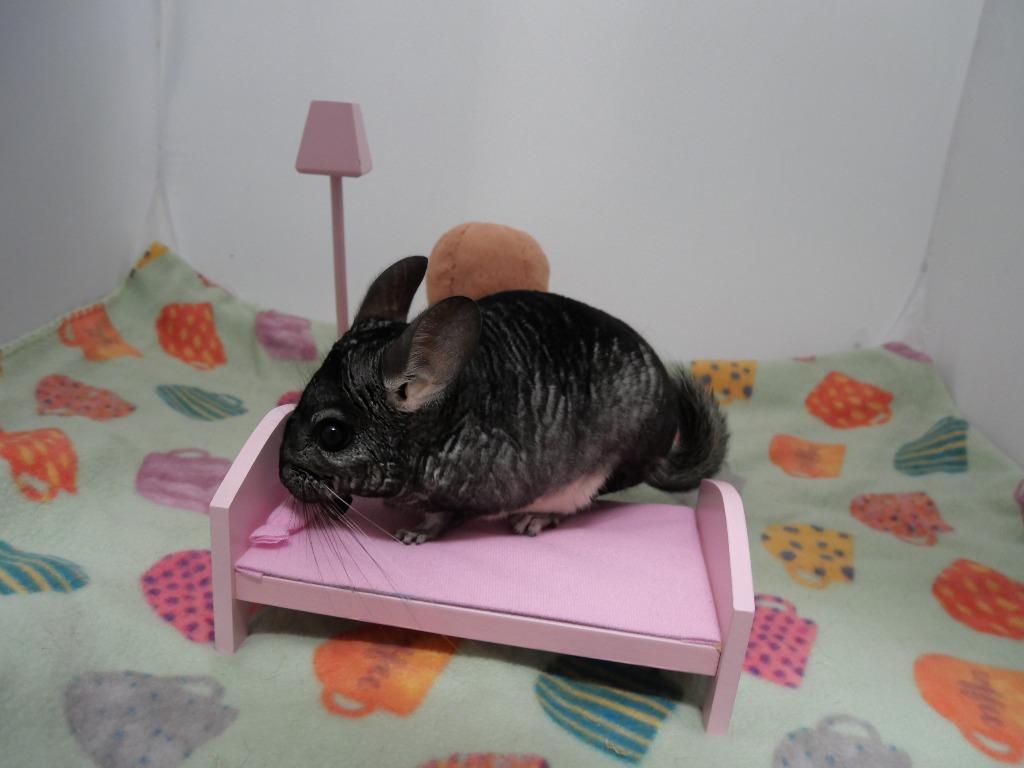 Giovanni, Adoptable, Adult Male Chinchilla.