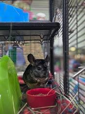 Enlarge Giovanni, a Adoptable Chinchilla in CRYSTAL LAKE, IL image 2/6