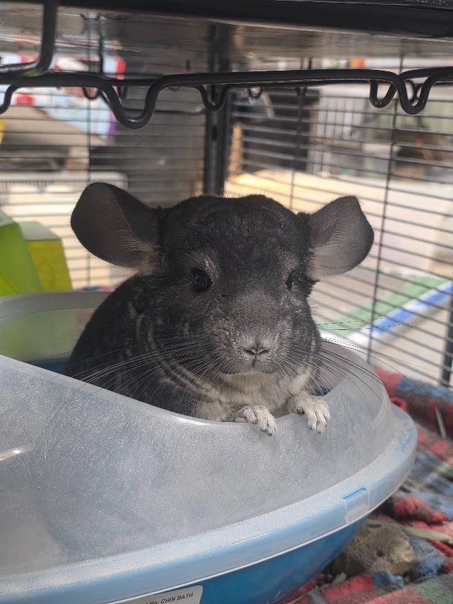 Enlarge Giovanni, a Adoptable Chinchilla in CRYSTAL LAKE, IL image 3/6