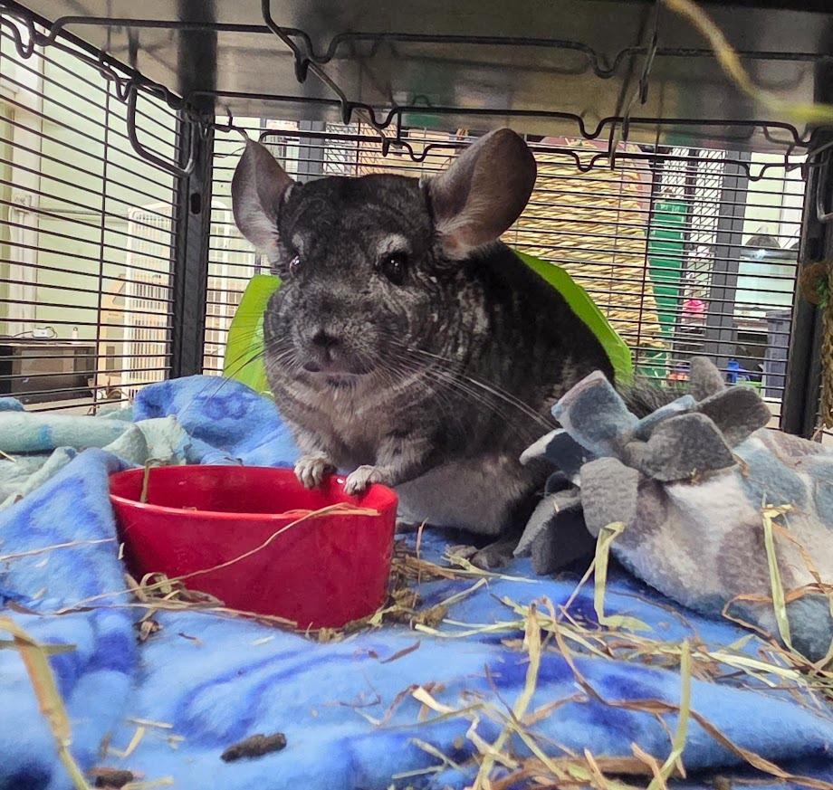 Enlarge Giovanni, a Adoptable Chinchilla in CRYSTAL LAKE, IL image 4/6
