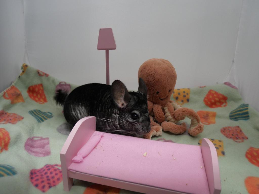 Enlarge Giovanni, a Adoptable Chinchilla in CRYSTAL LAKE, IL image 5/6