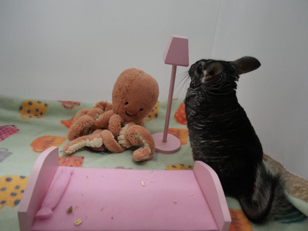 Enlarge Giovanni, a Adoptable Chinchilla in CRYSTAL LAKE, IL image 6/6