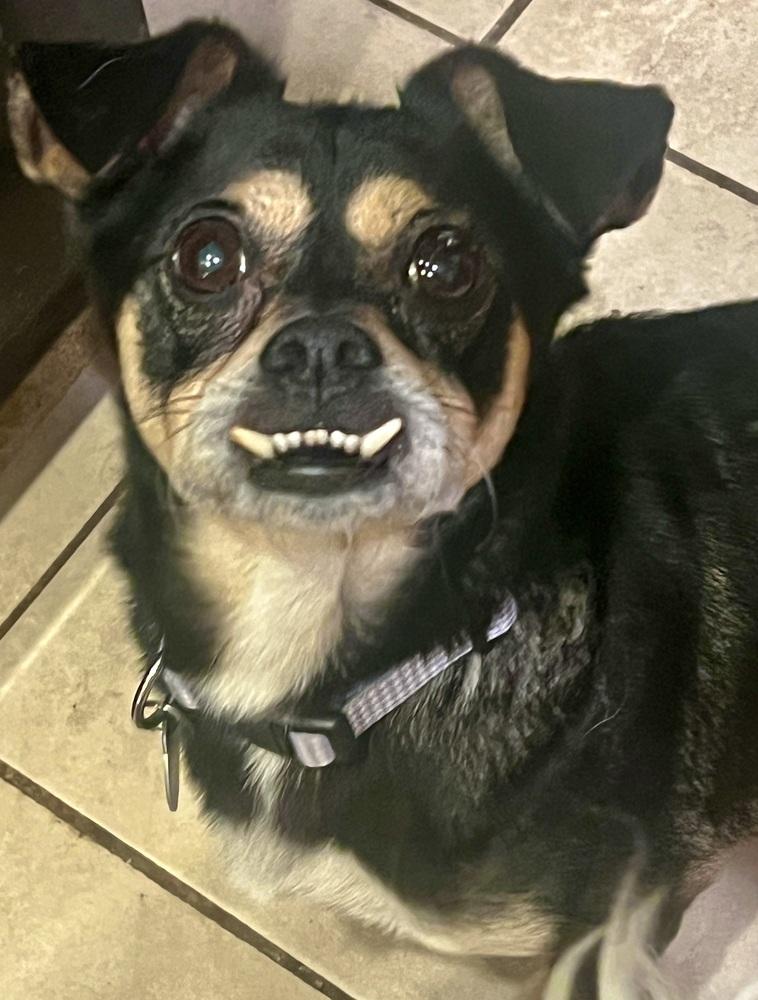 Enlarge Teddie, a Adoptable mixed breed in Pomona, CA image 1/4