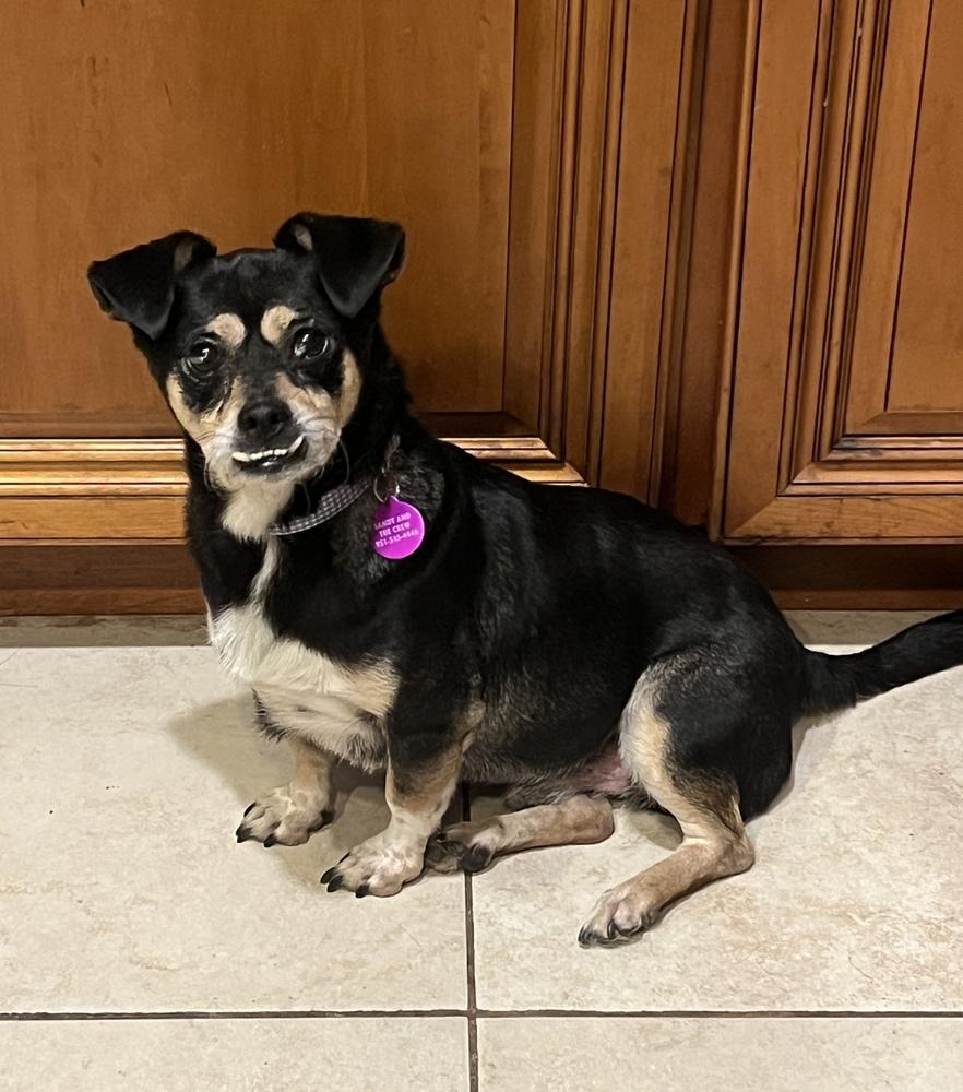 Enlarge Teddie, a Adoptable mixed breed in Pomona, CA image 2/4