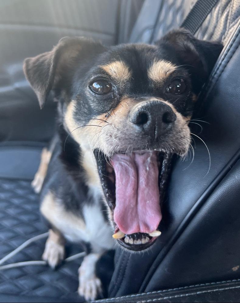 Enlarge Teddie, a Adoptable mixed breed in Pomona, CA image 3/4
