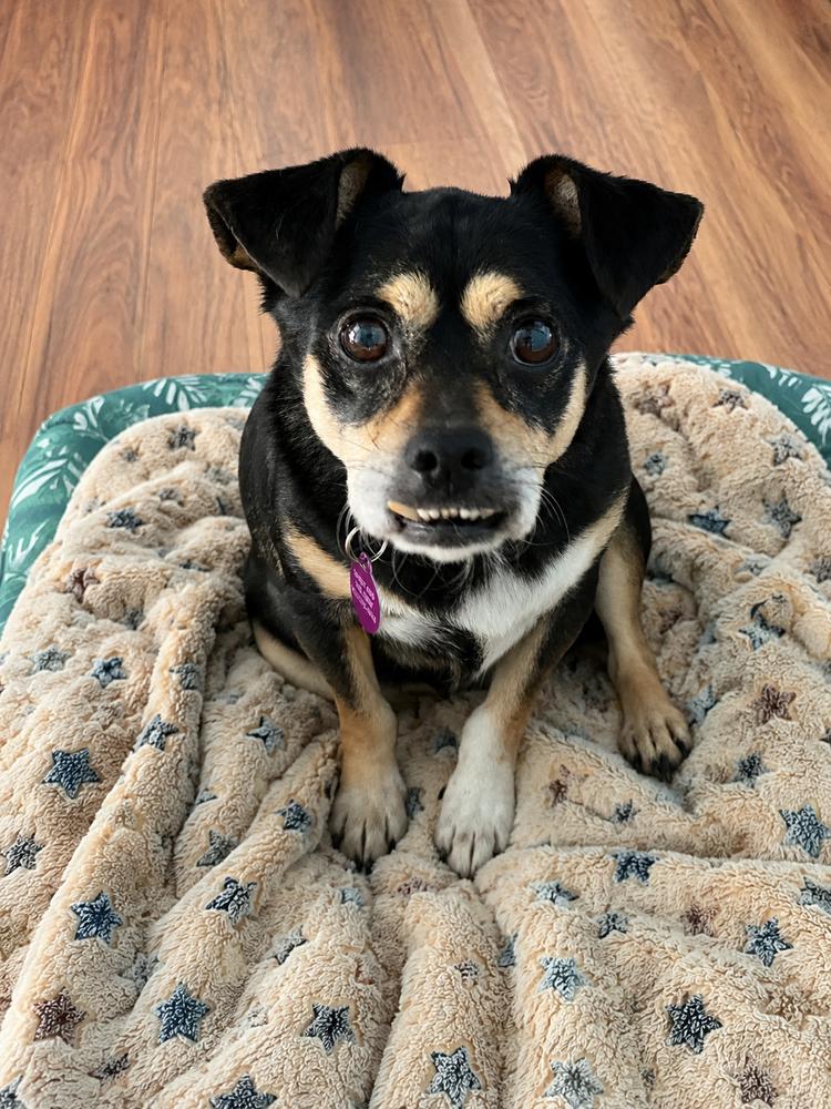 Enlarge Teddie, a Adoptable mixed breed in Pomona, CA image 4/4