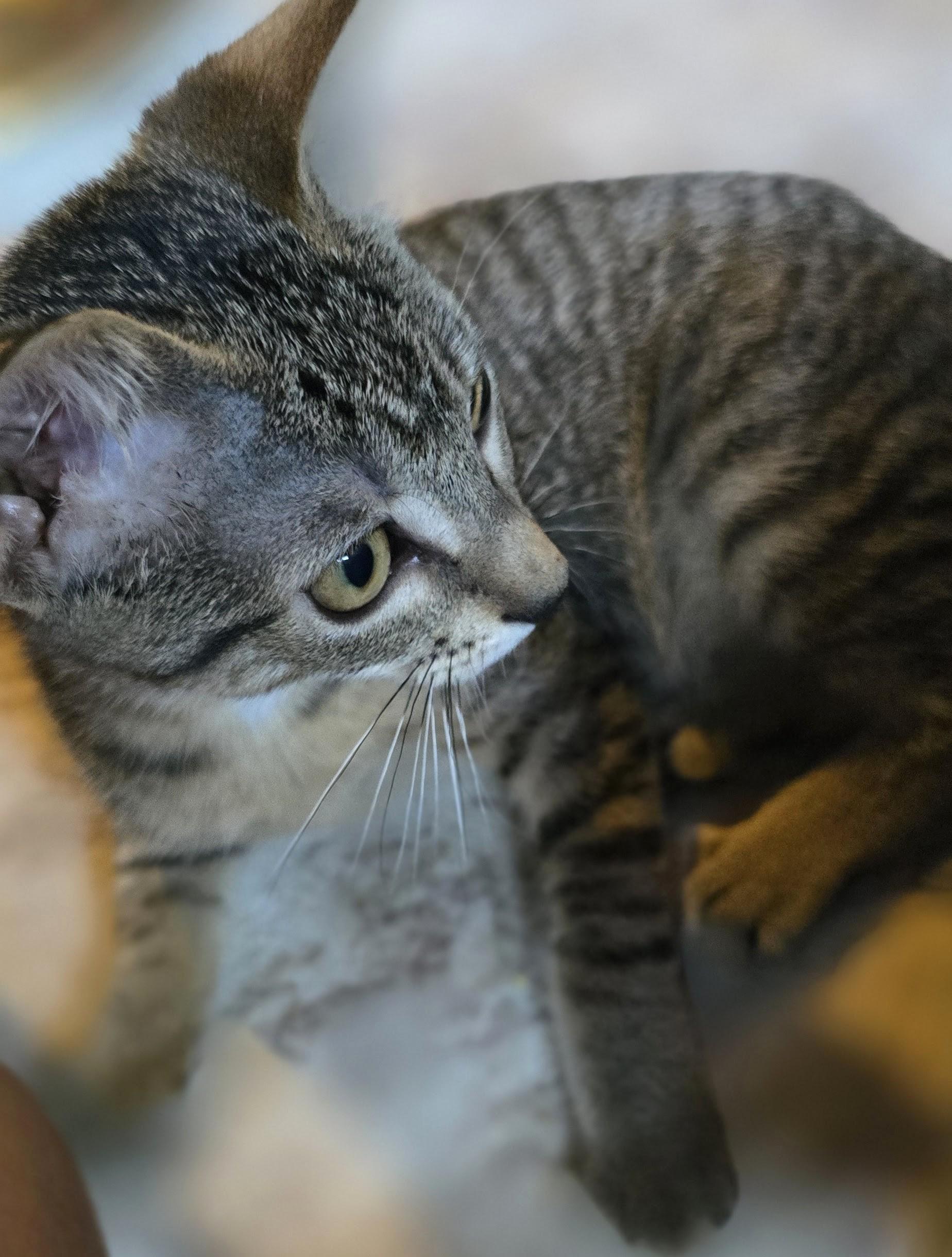 Kiki, a Adoptable American Shorthair in San Diego, CA image 2/3