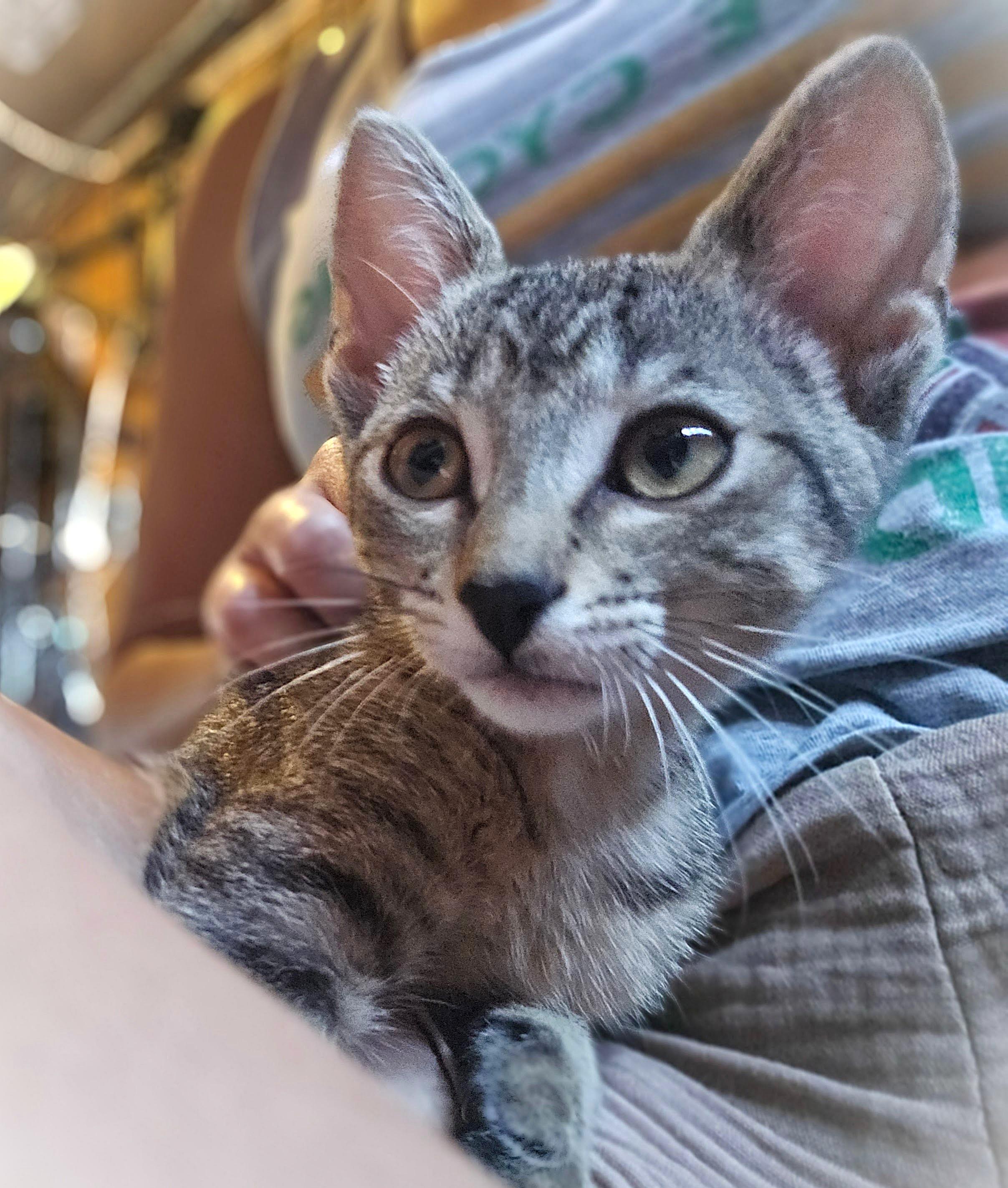 Kiki, Adoptable, Kitten Female American Shorthair.