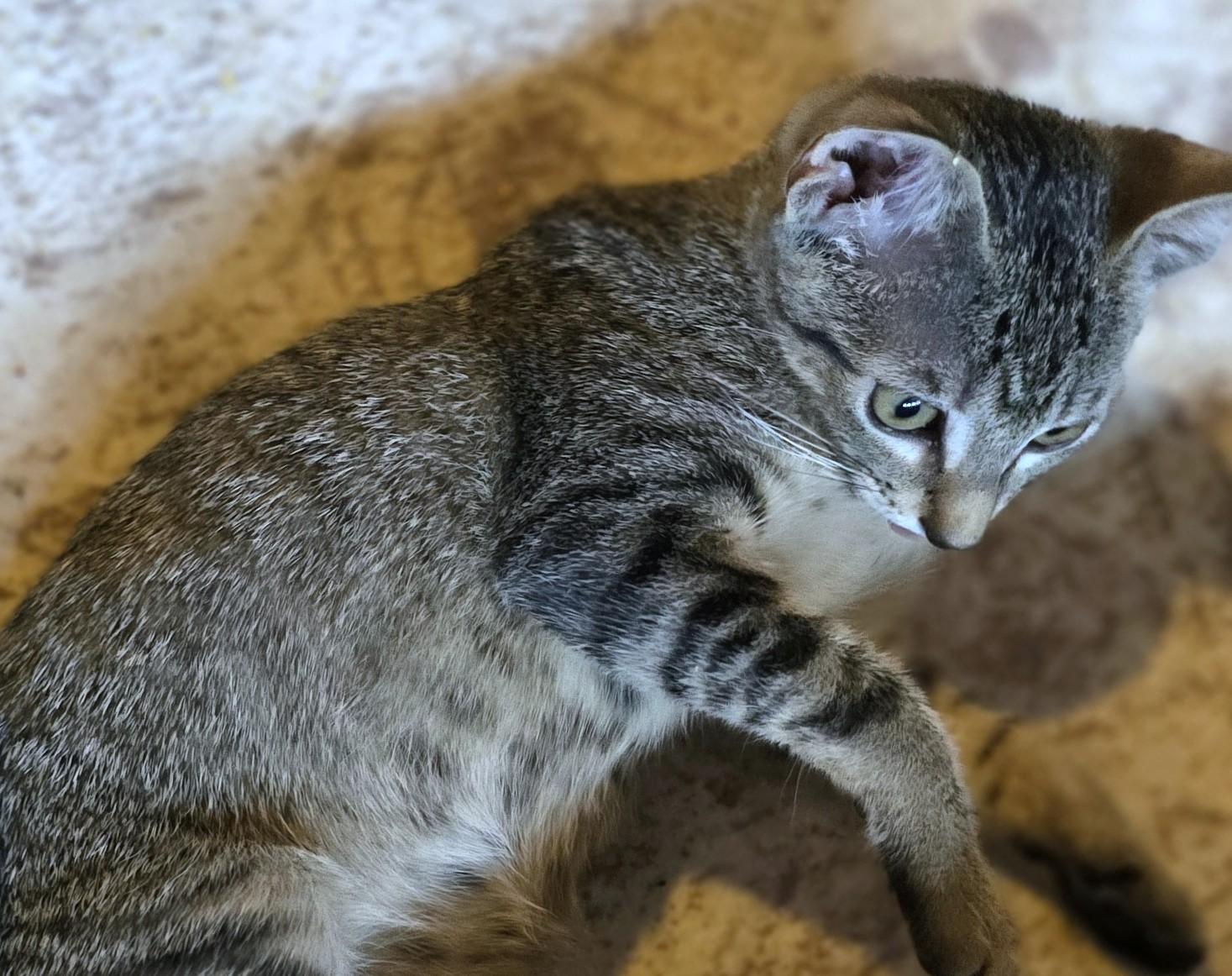 Kiki, a Adoptable American Shorthair in San Diego, CA image 3/3