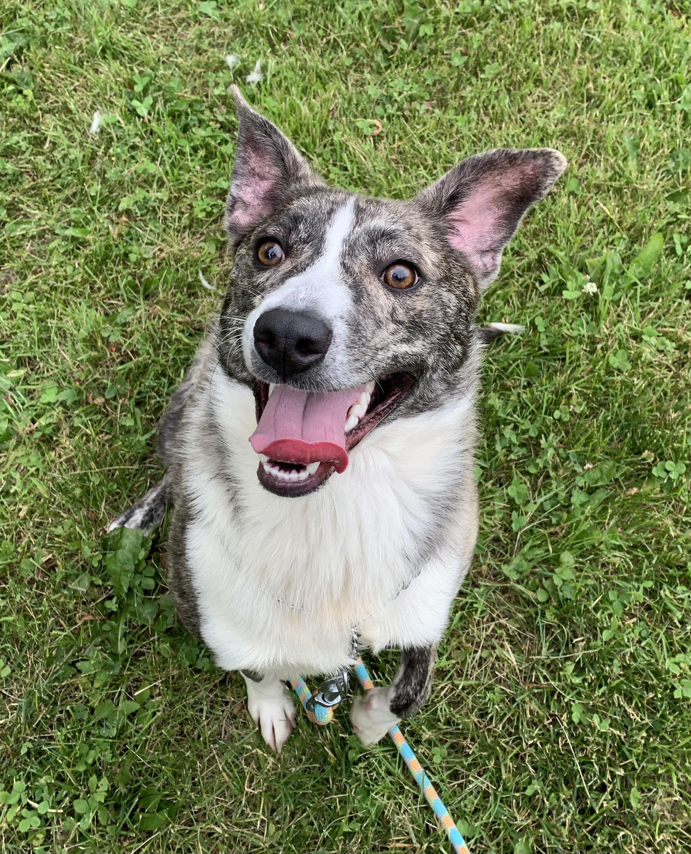 George, ADOPTABLE, Adult Male American Staffordshire Terrier & Corgi.