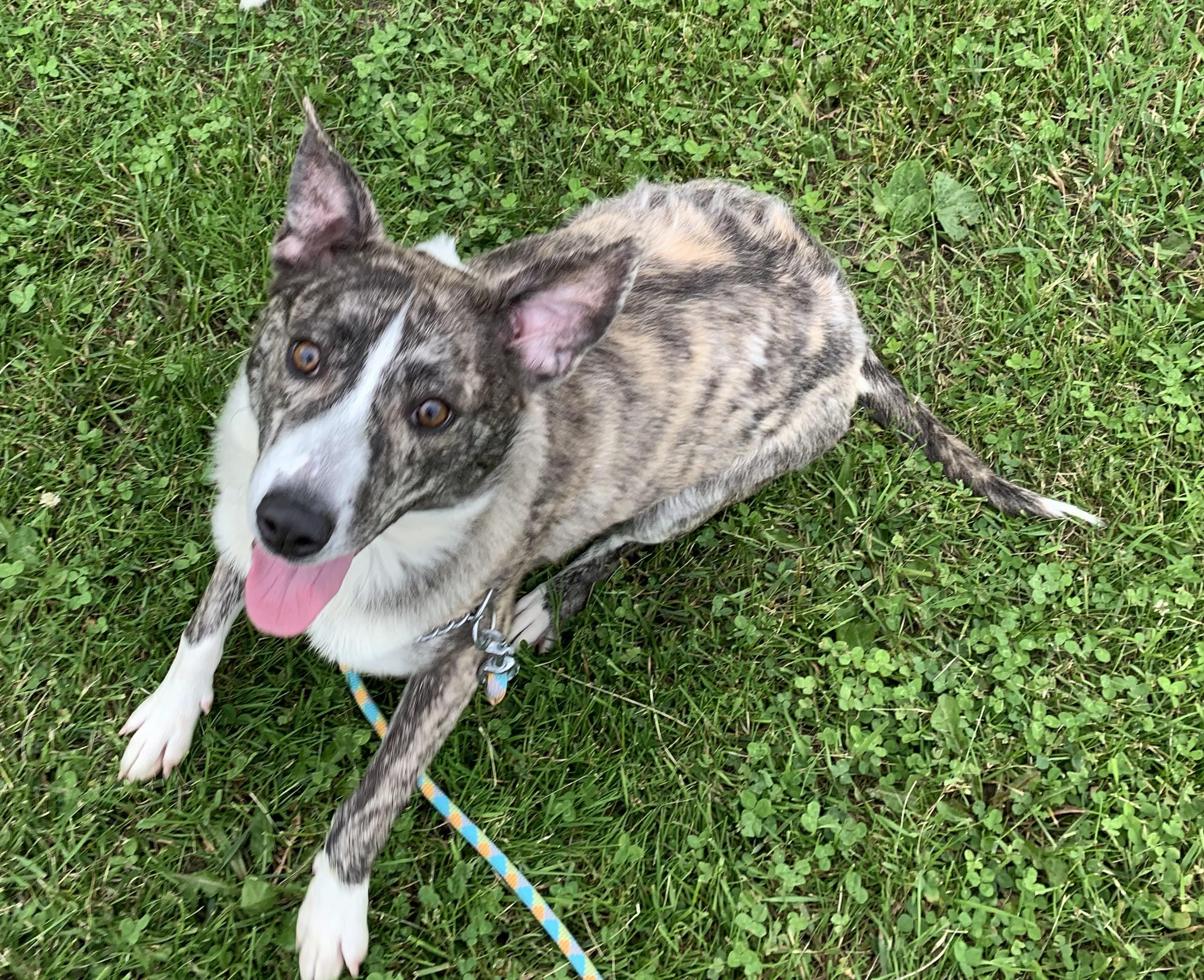 Enlarge George, a ADOPTABLE mixed breed in Massena, NY image 4/6
