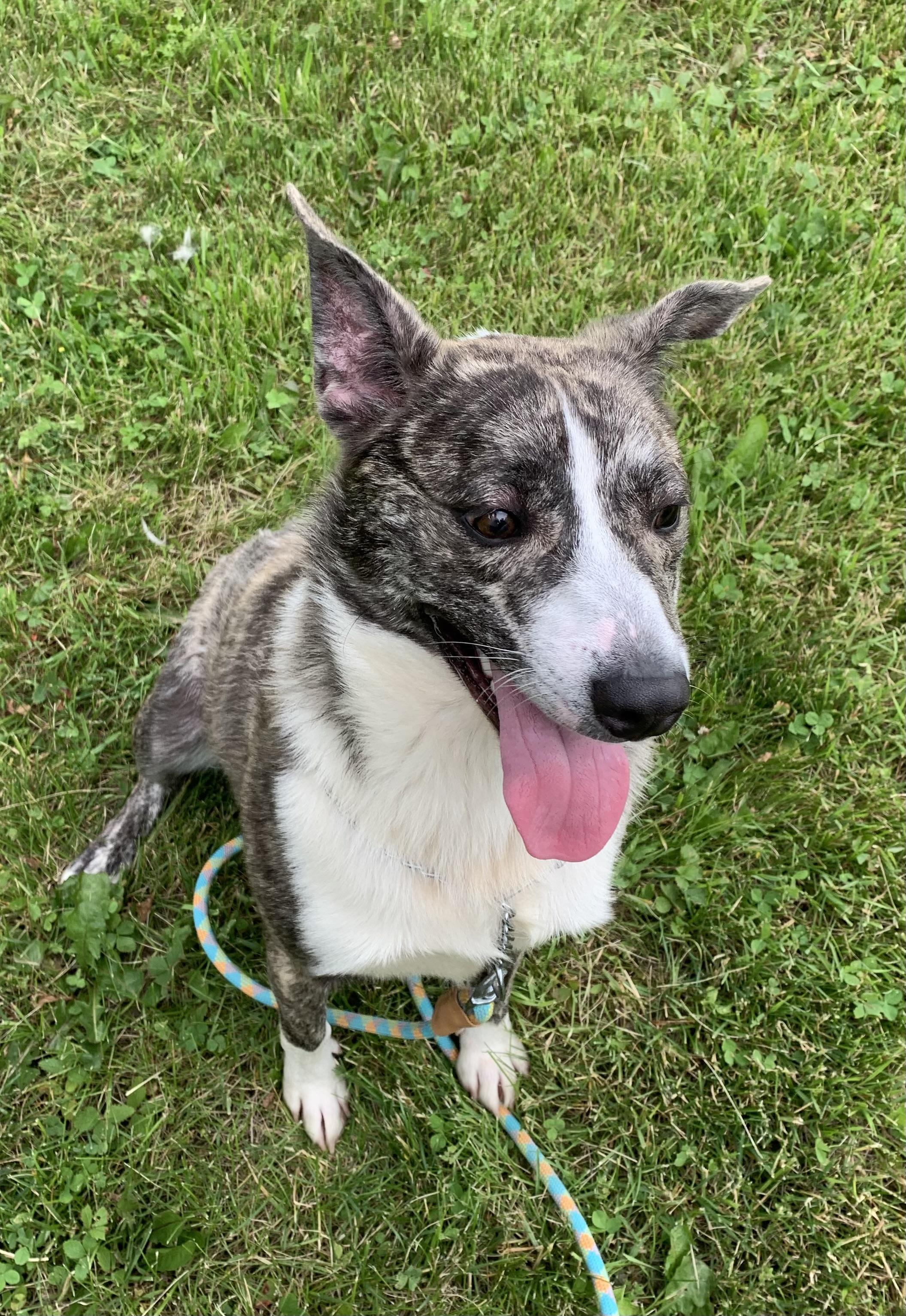 Enlarge George, a ADOPTABLE mixed breed in Massena, NY image 3/6