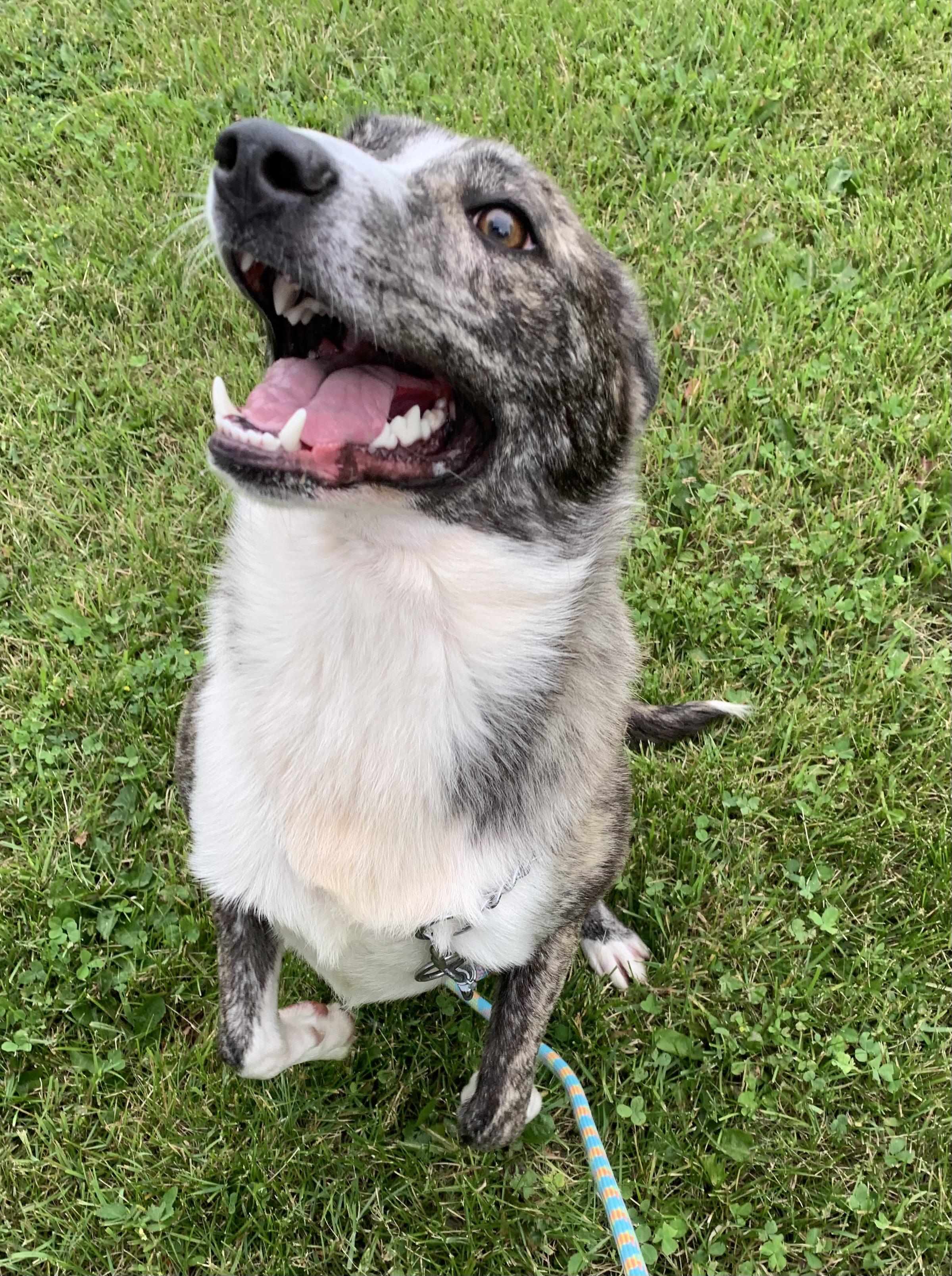 Enlarge George, a ADOPTABLE mixed breed in Massena, NY image 5/6