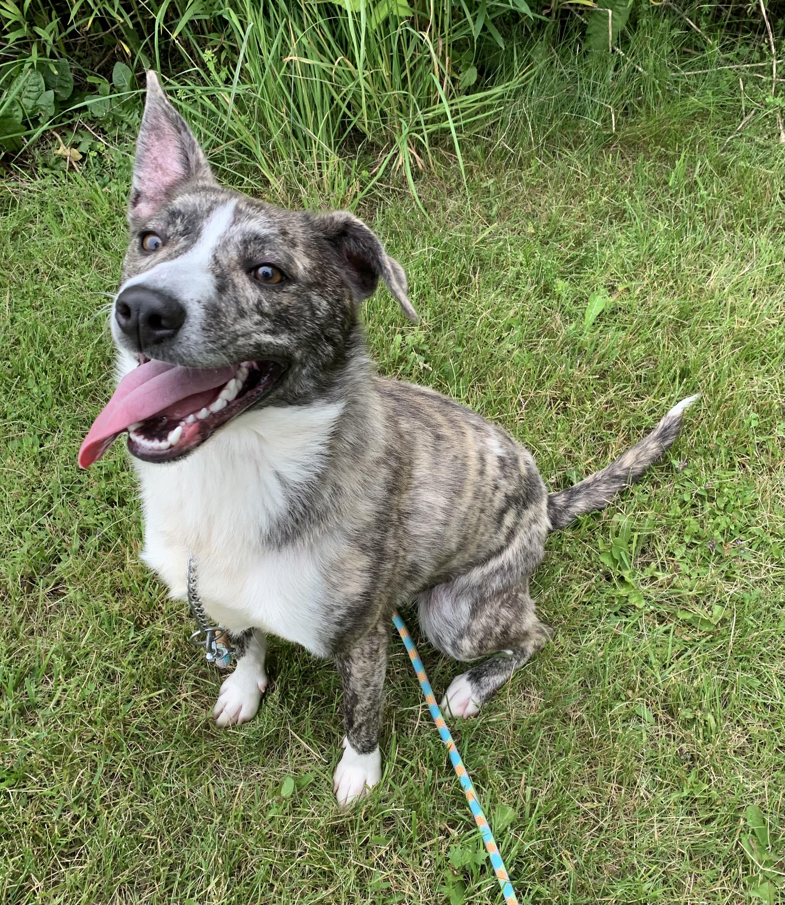 Enlarge George, a ADOPTABLE mixed breed in Massena, NY image 6/6