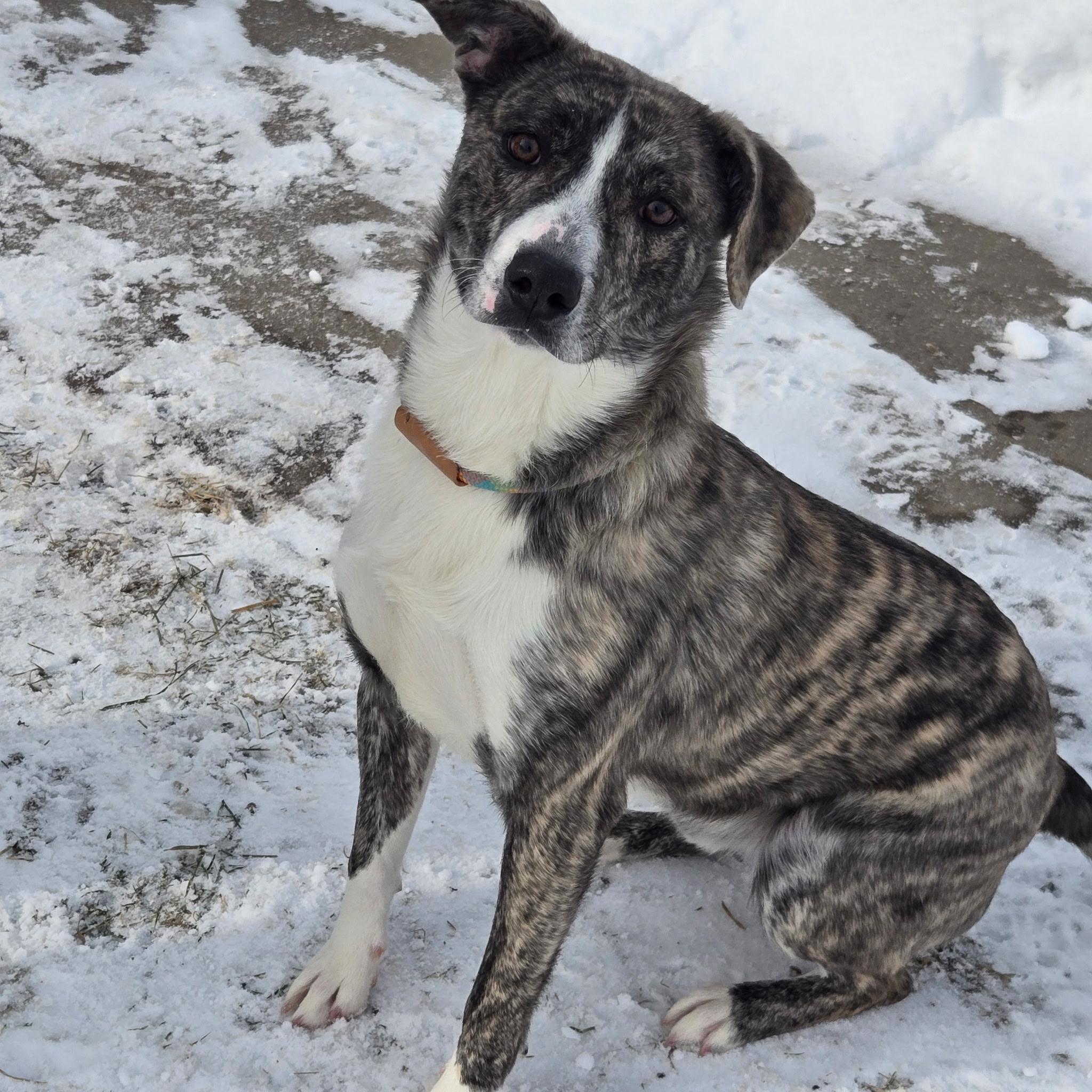 Enlarge George, a ADOPTABLE mixed breed in Massena, NY image 1/1
