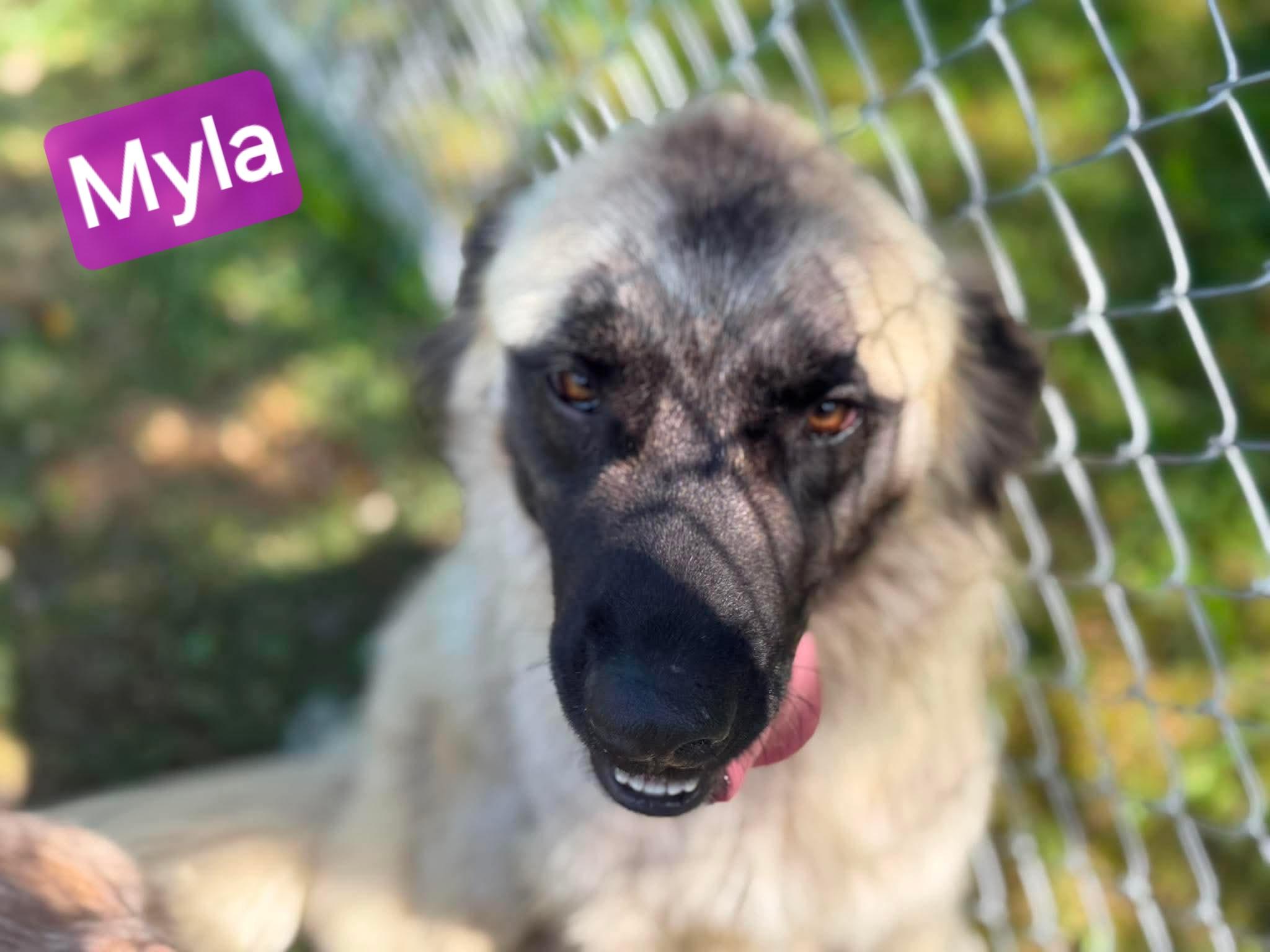 Enlarge Myla, a ADOPTABLE mixed breed in Wheelersburg, OH image 4/4