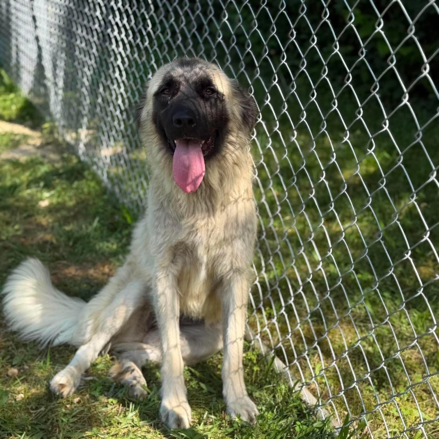 Myla, ADOPTABLE, Young Female Mastiff.