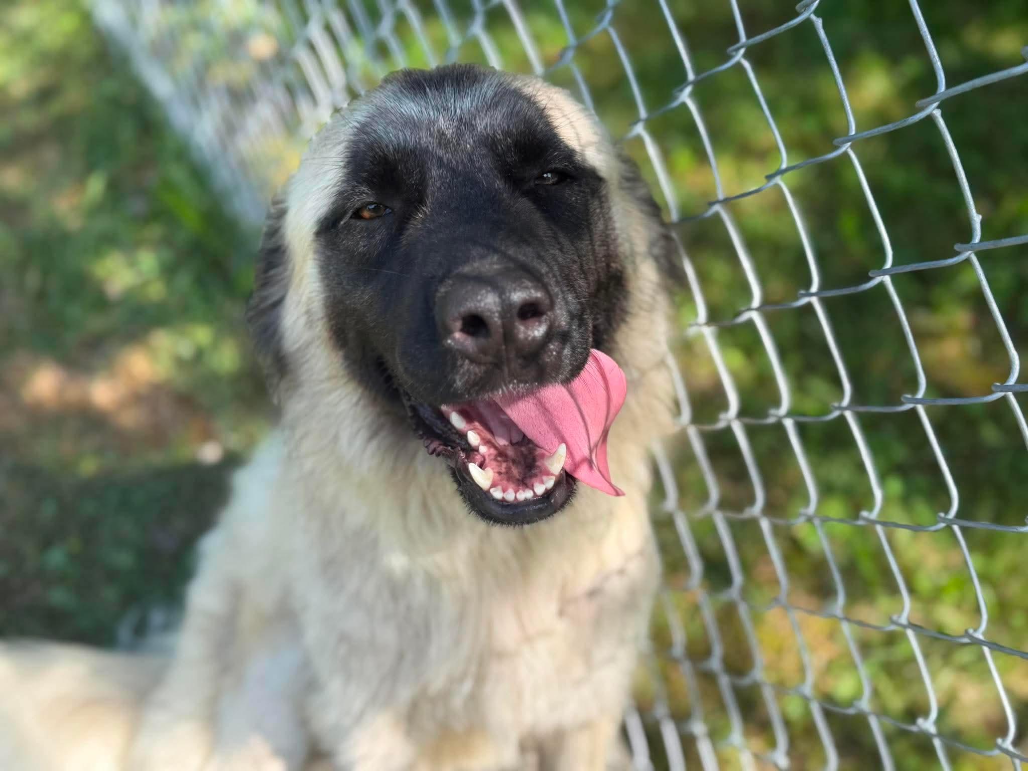 Enlarge Myla, a ADOPTABLE mixed breed in Wheelersburg, OH image 2/4