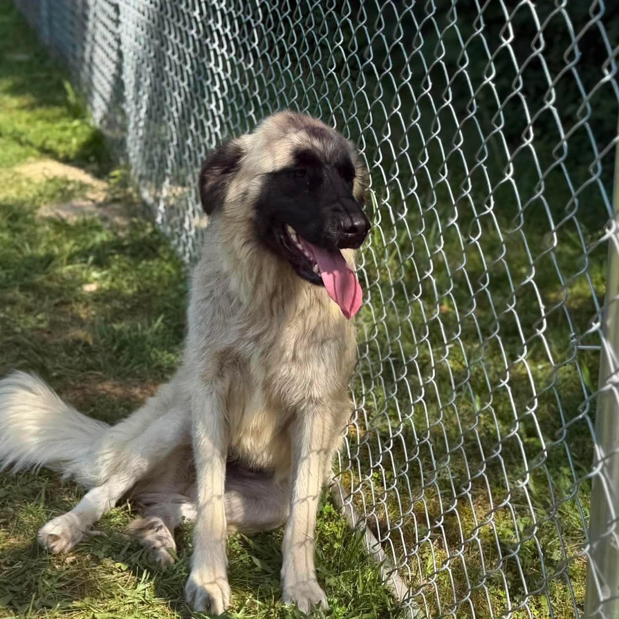 Enlarge Myla, a ADOPTABLE mixed breed in Wheelersburg, OH image 3/4