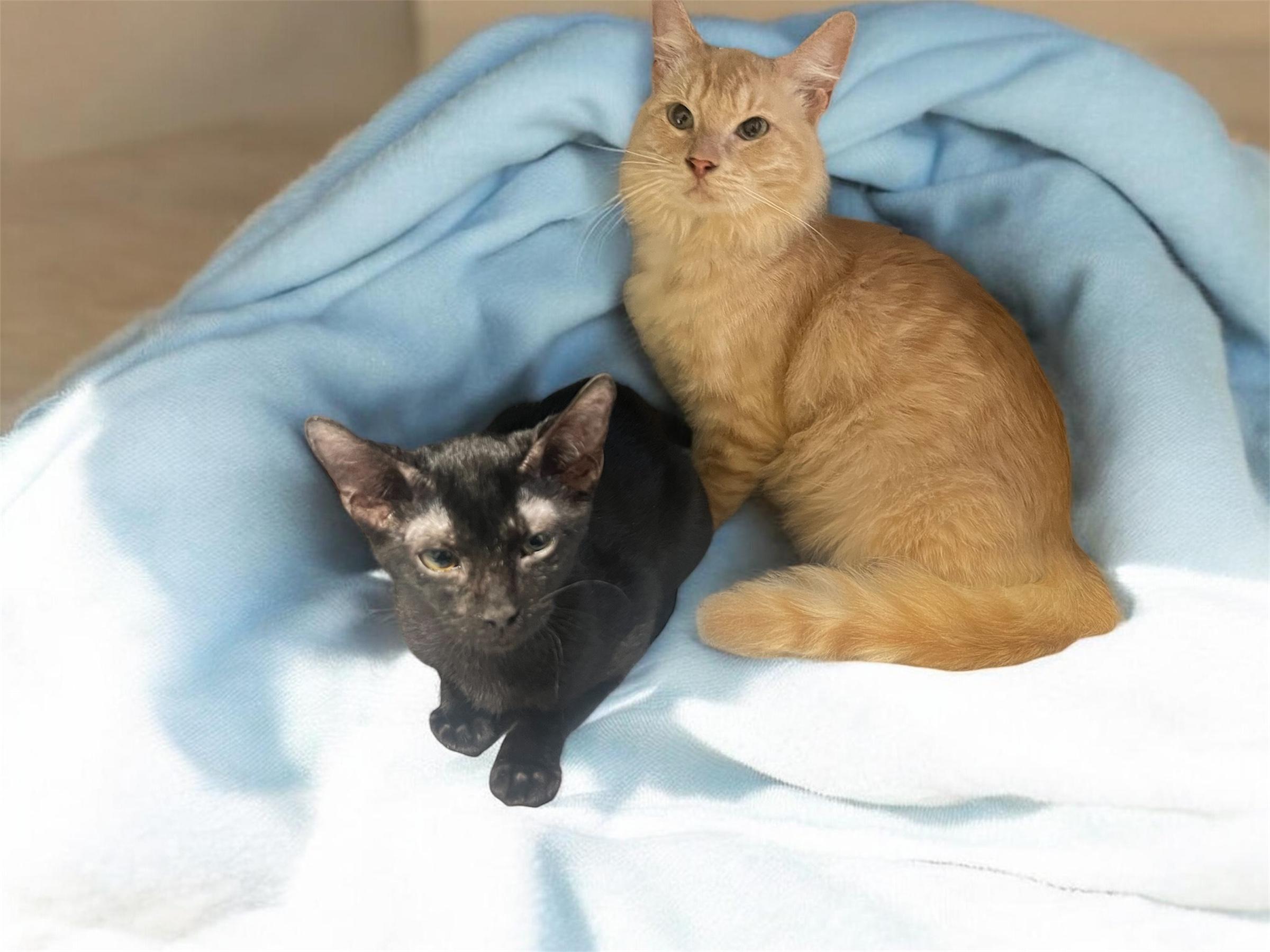 Enlarge Jerry, a Adoptable Domestic Long Hair in Houston, TX image 1/1