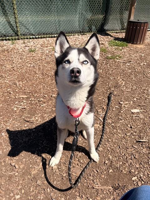 KANO, Adoptable, Adult Male Siberian Husky.