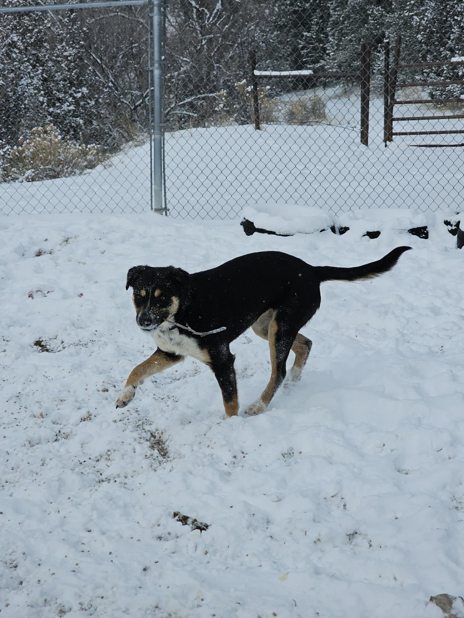 Enlarge Ruthie, a ADOPTABLE mixed breed in Newcastle, WY image 1/3