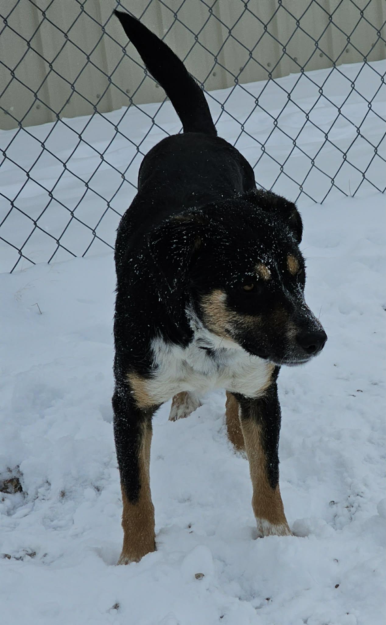Enlarge Ruthie, a ADOPTABLE mixed breed in Newcastle, WY image 3/3