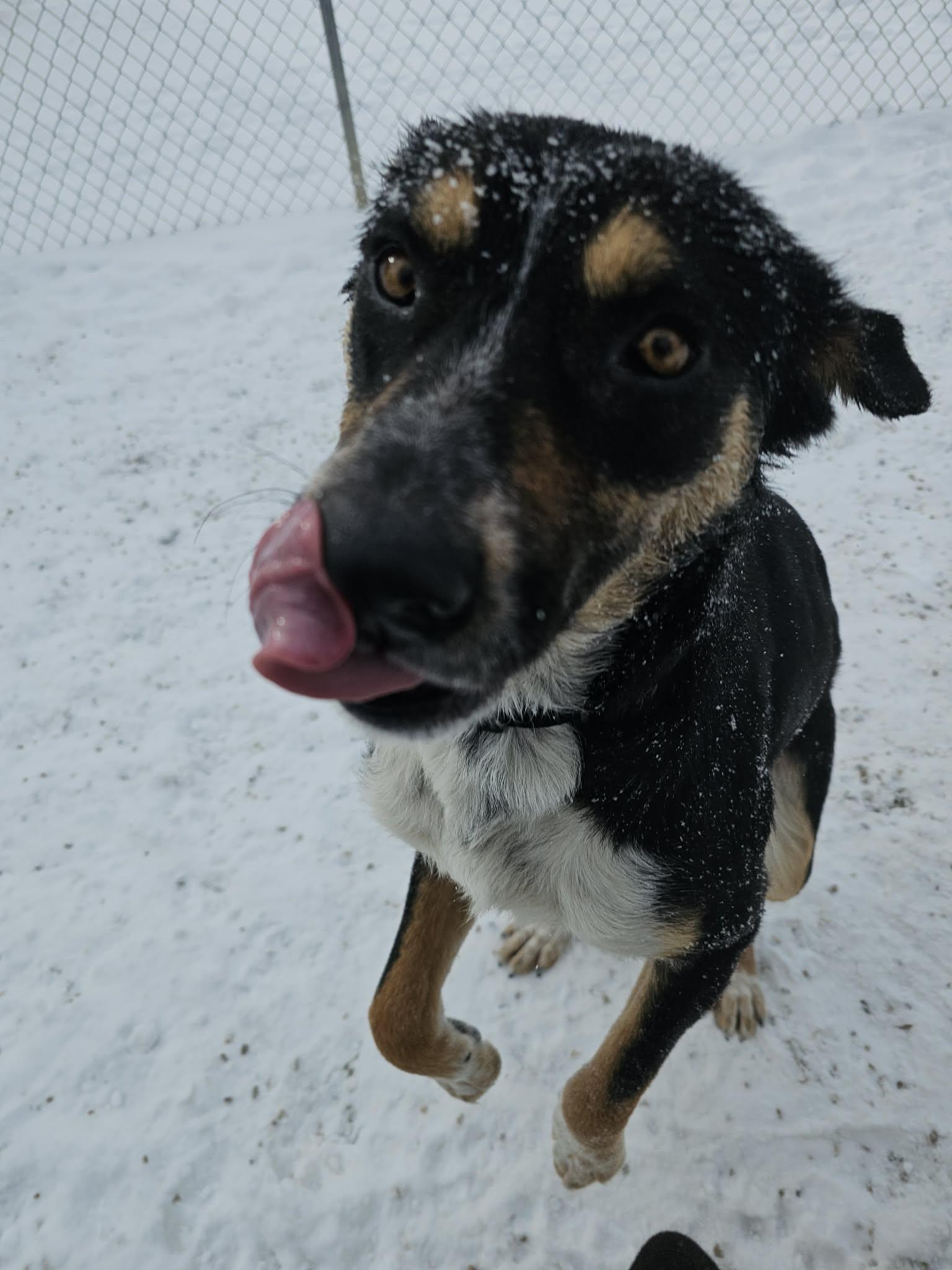 Enlarge Ruthie, a ADOPTABLE mixed breed in Newcastle, WY image 2/3
