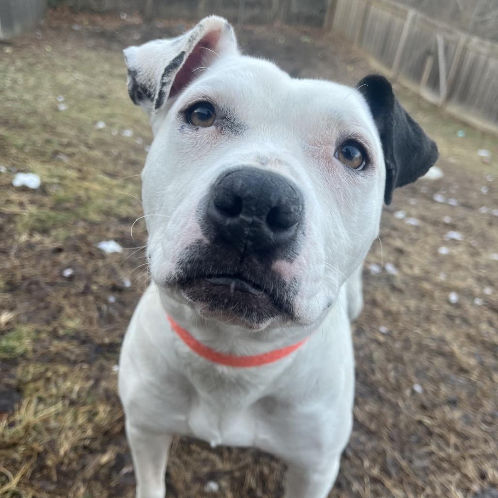 Enlarge Flaca, a Adoptable Pit Bull Terrier in Indianapolis, IN image 1/2