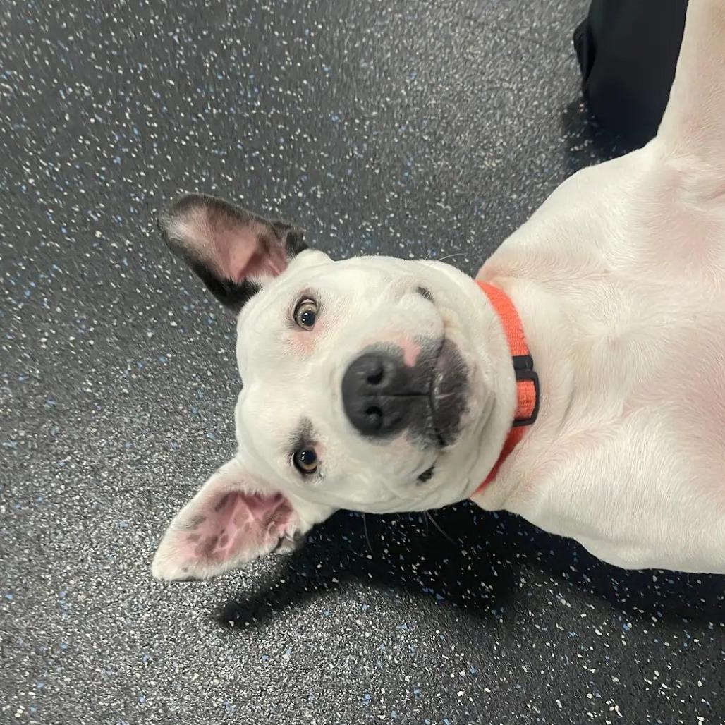 Flaca — thumbnail 2