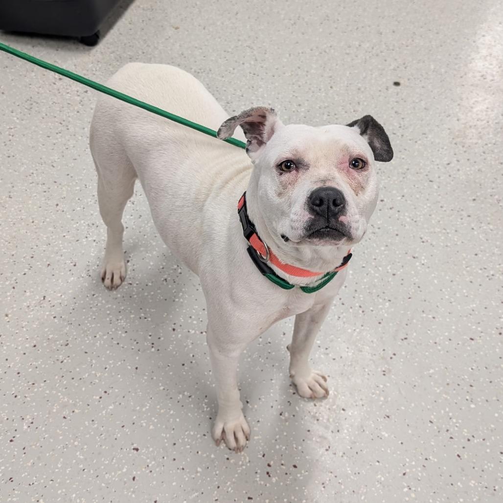 Enlarge Flaca, a Adoptable Pit Bull Terrier in Indianapolis, IN image 2/2