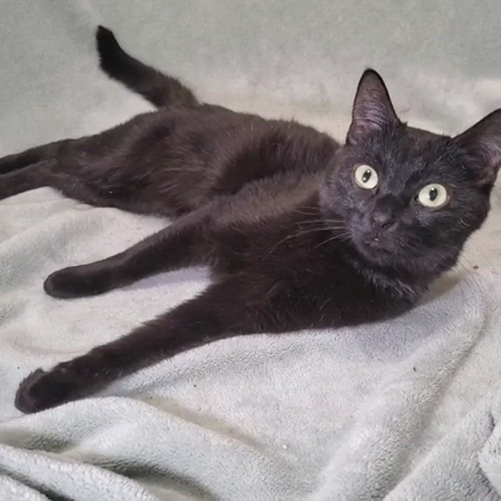 Enlarge Sophie, a Adopted Domestic Short Hair in New York, NY video 1/6