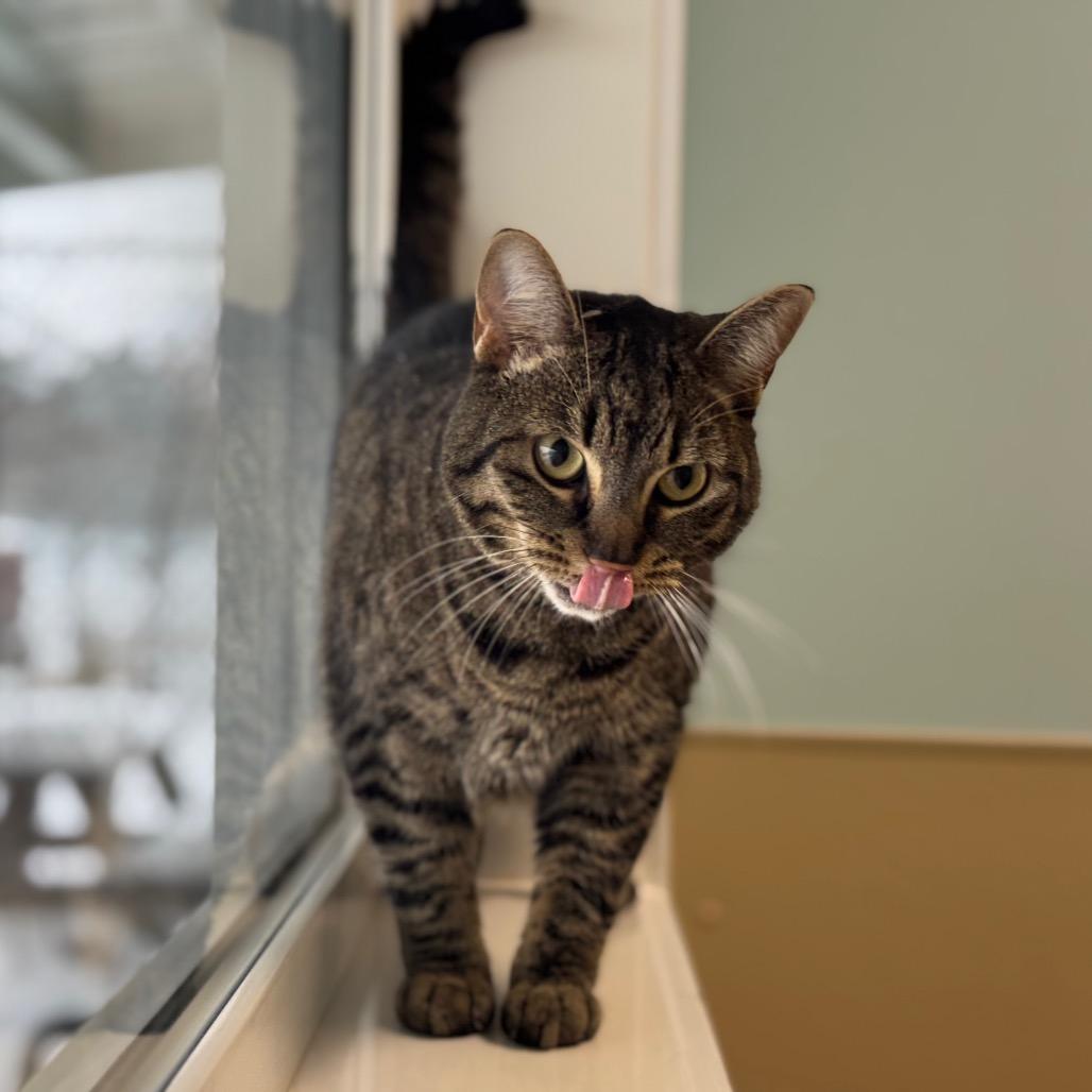 Berta, a Adoptable Domestic Short Hair in Saskatoon, SK image 1/3