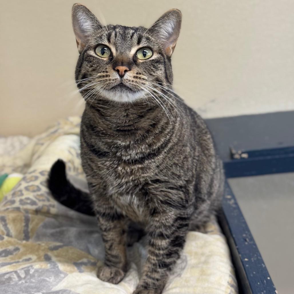 Berta, a Adoptable Domestic Short Hair in Saskatoon, SK image 2/3