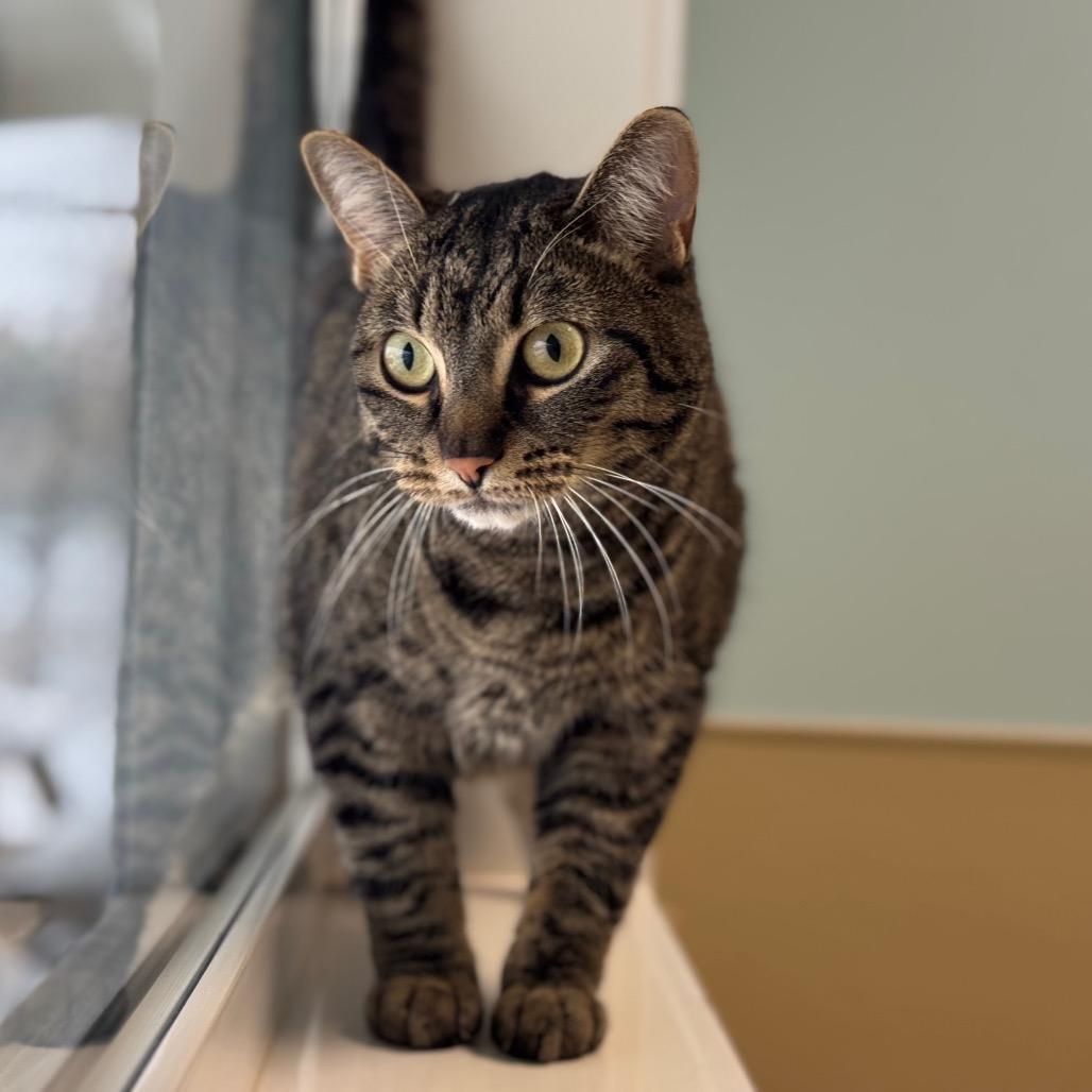 Berta, a Adoptable Domestic Short Hair in Saskatoon, SK image 3/3