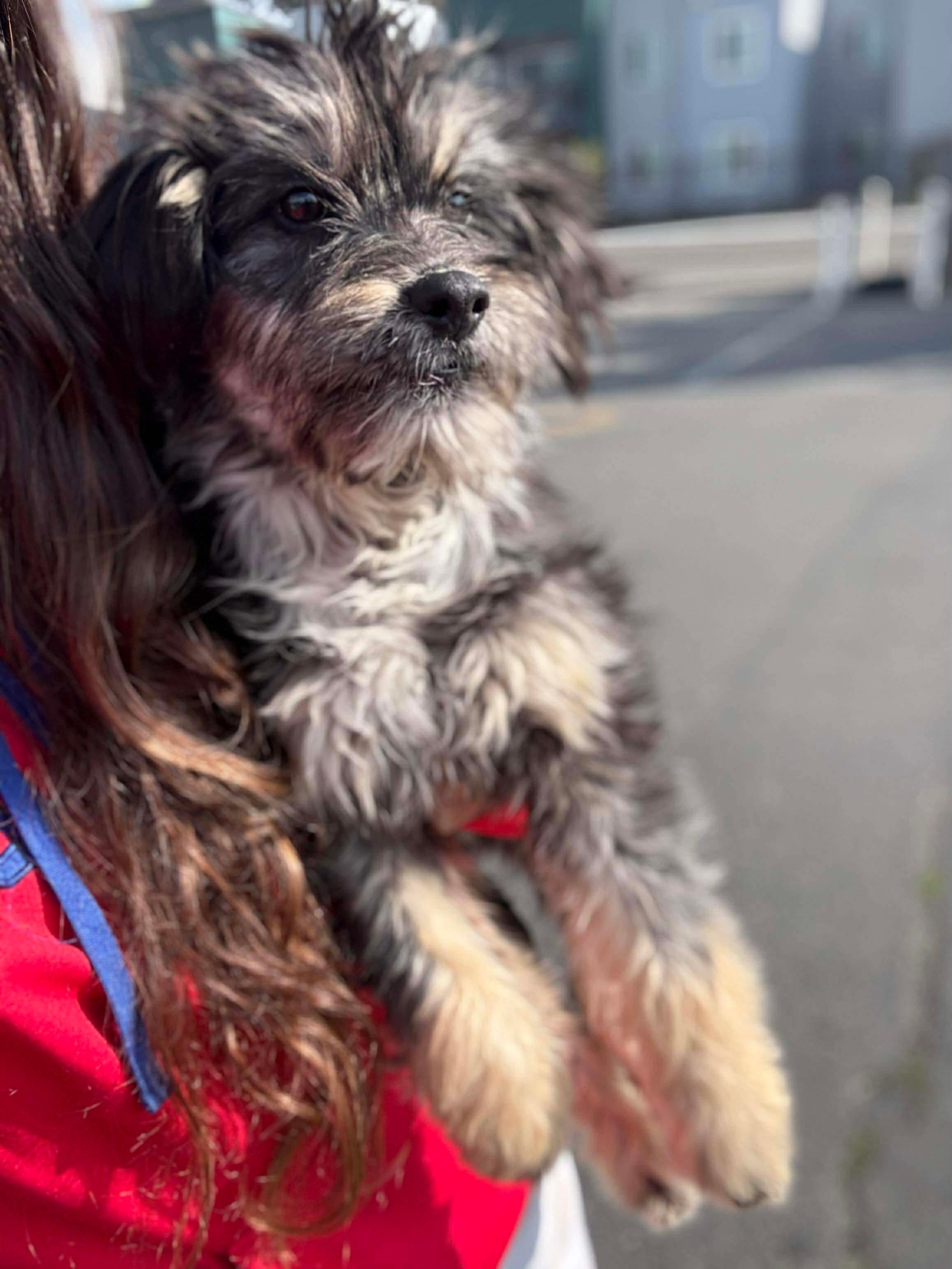 Paloma, an adopted mixed breed in clayton , CA image 2/6