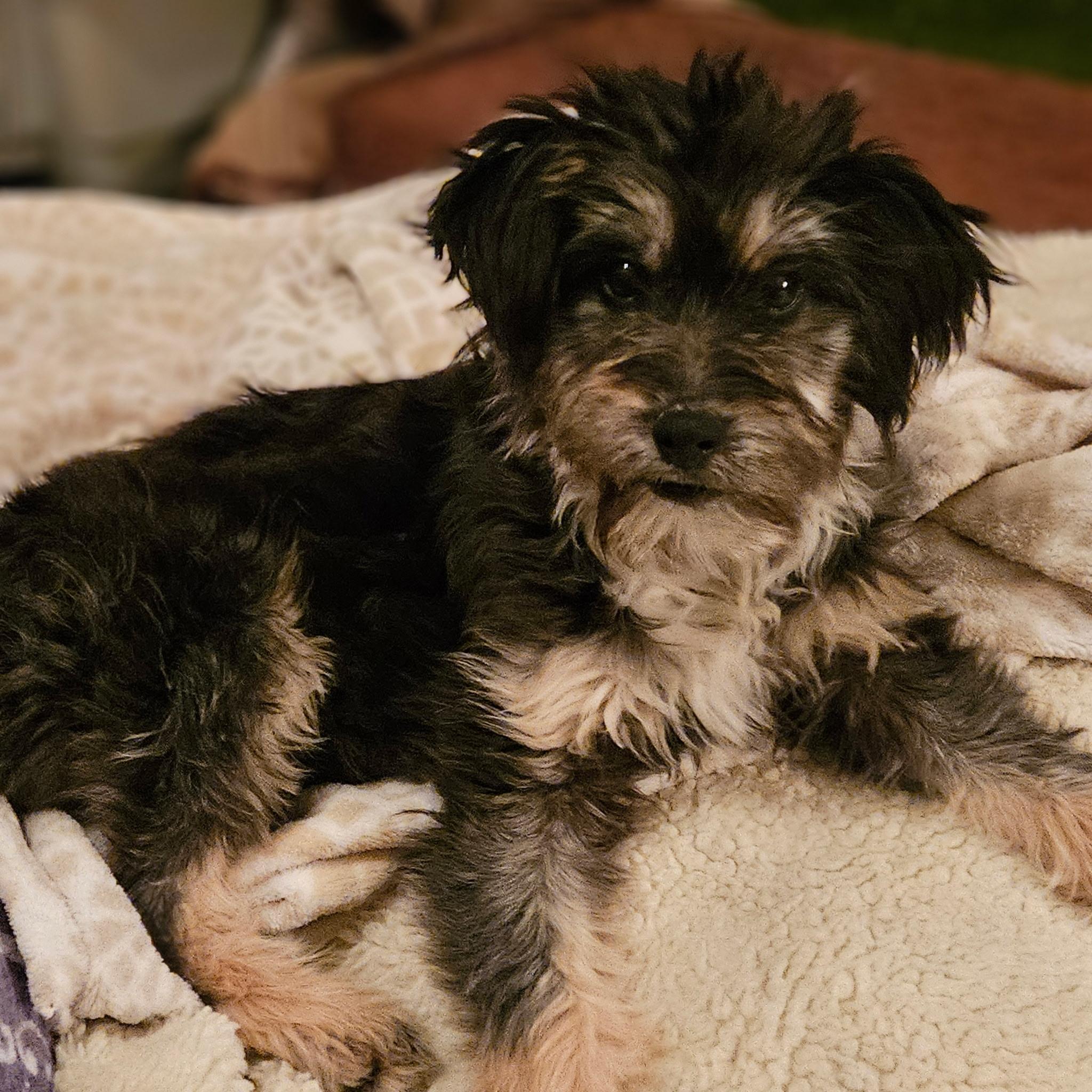 Paloma, an adopted mixed breed in clayton , CA image 6/6