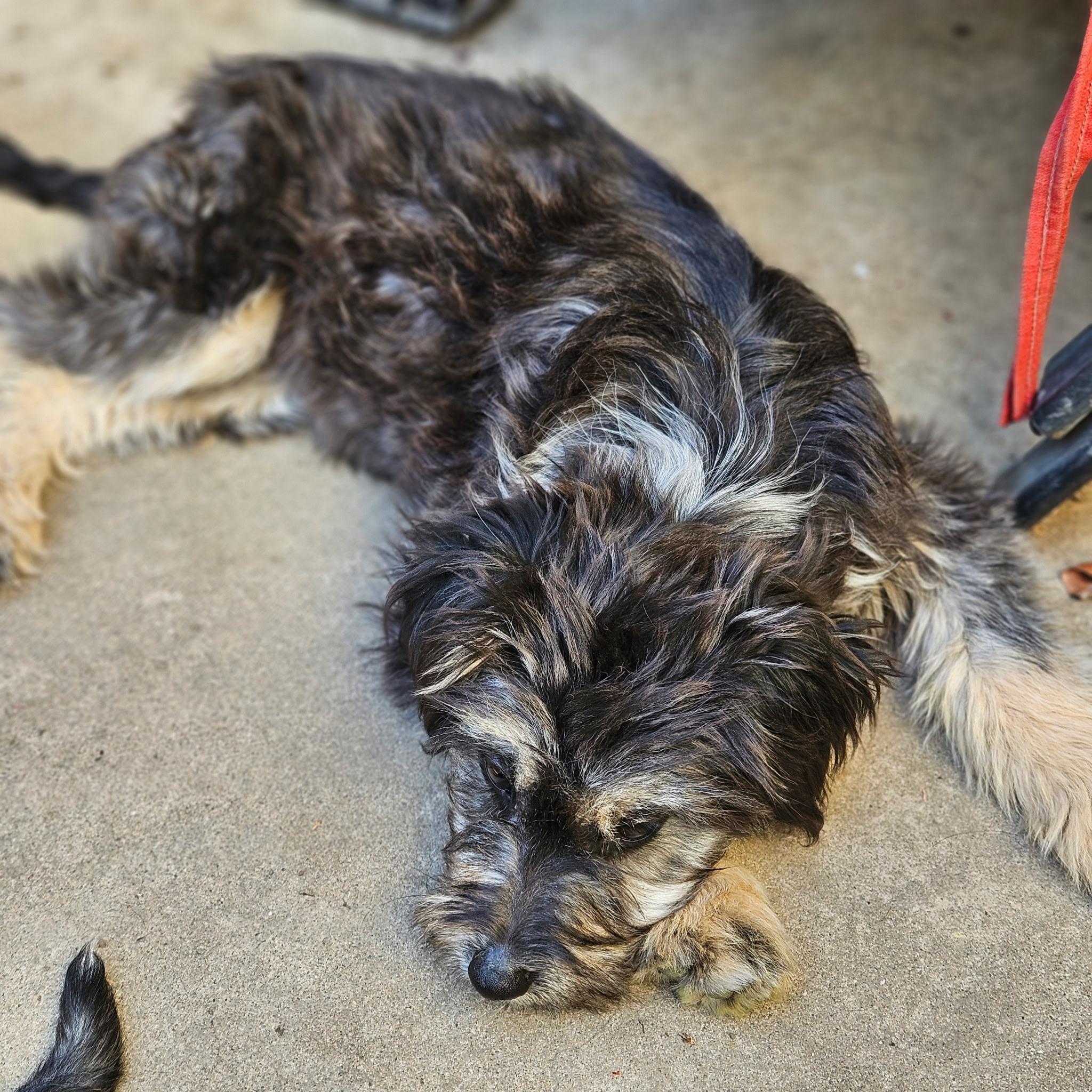 Paloma, an adopted mixed breed in clayton , CA image 3/6