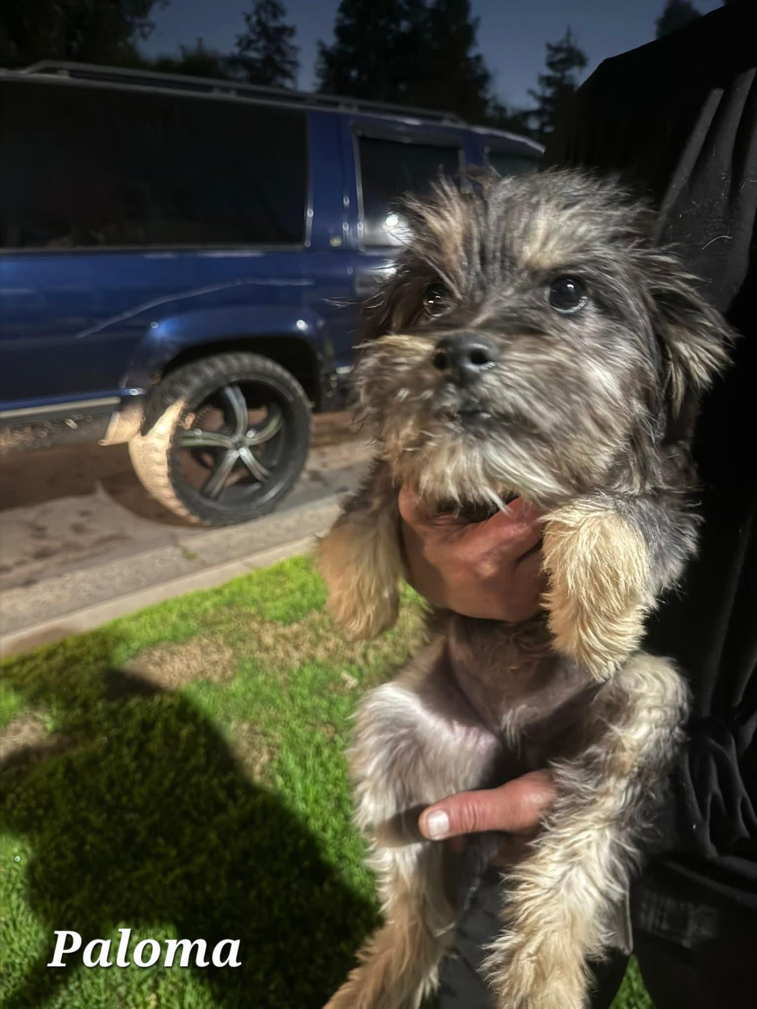 Paloma, an adopted mixed breed in clayton , CA image 4/6