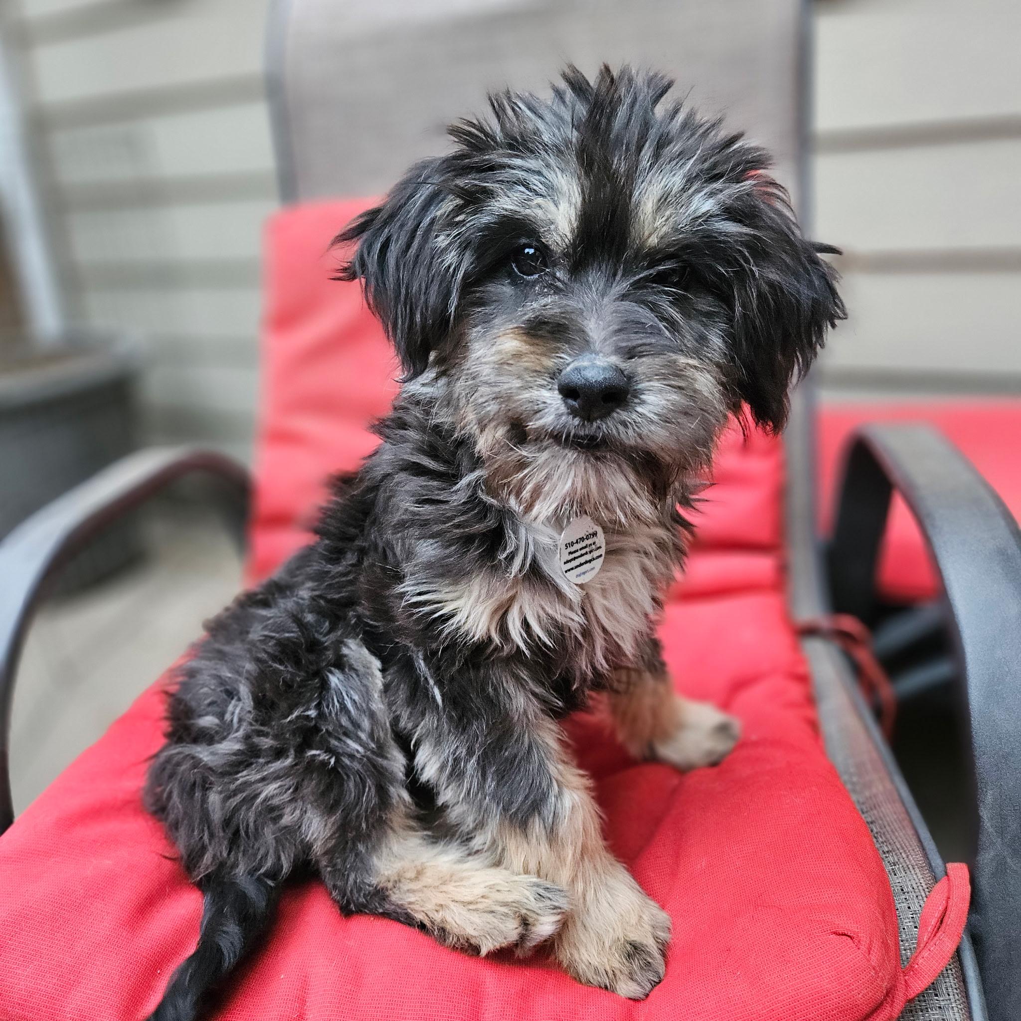 Paloma, an adopted mixed breed in clayton , CA image 1/6