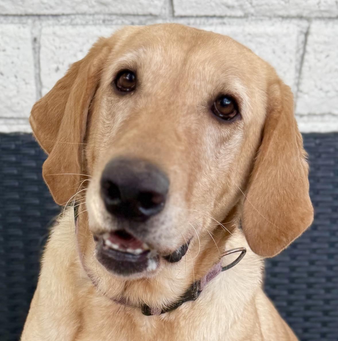 Adorable Ellie